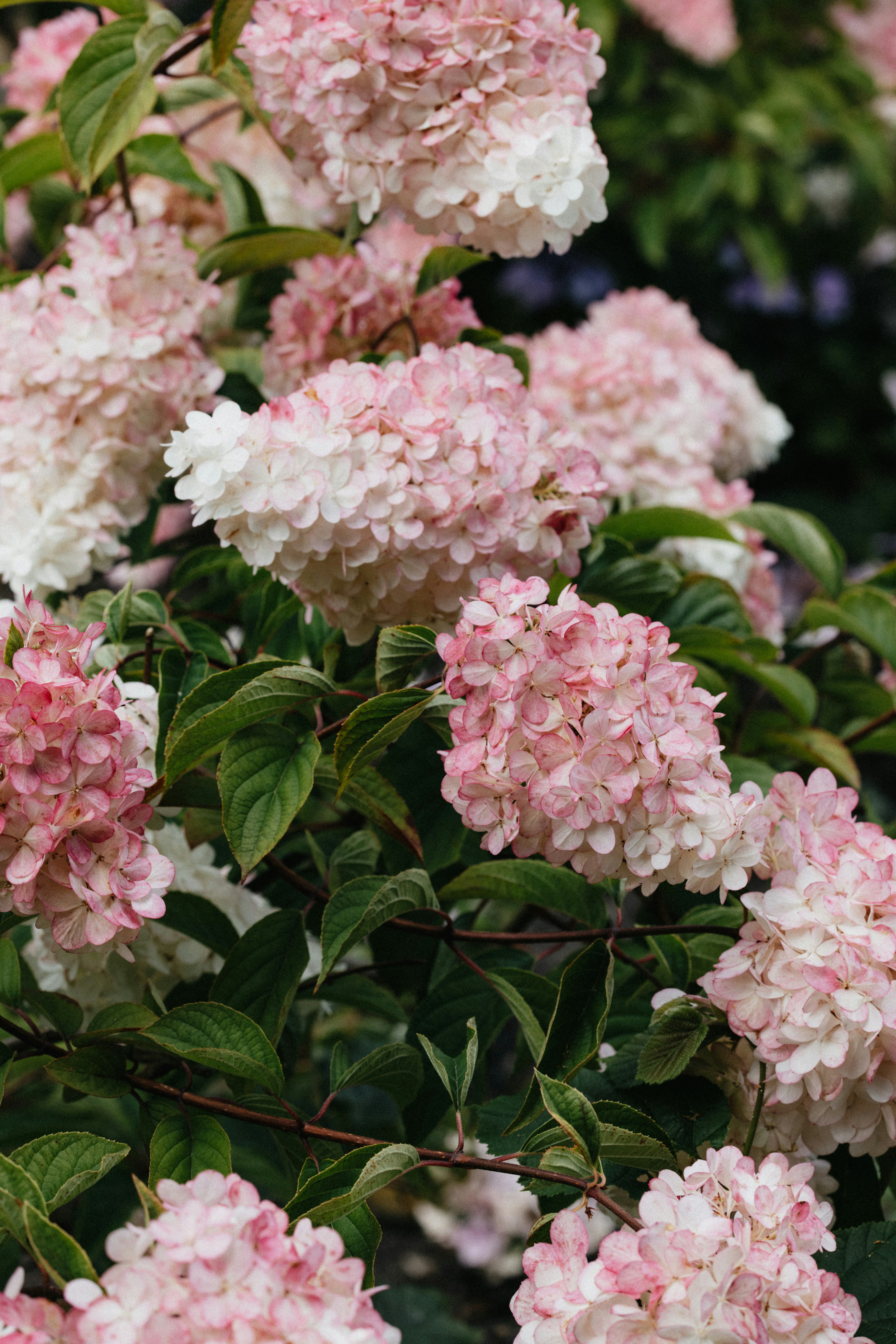 Photo by anniespratt