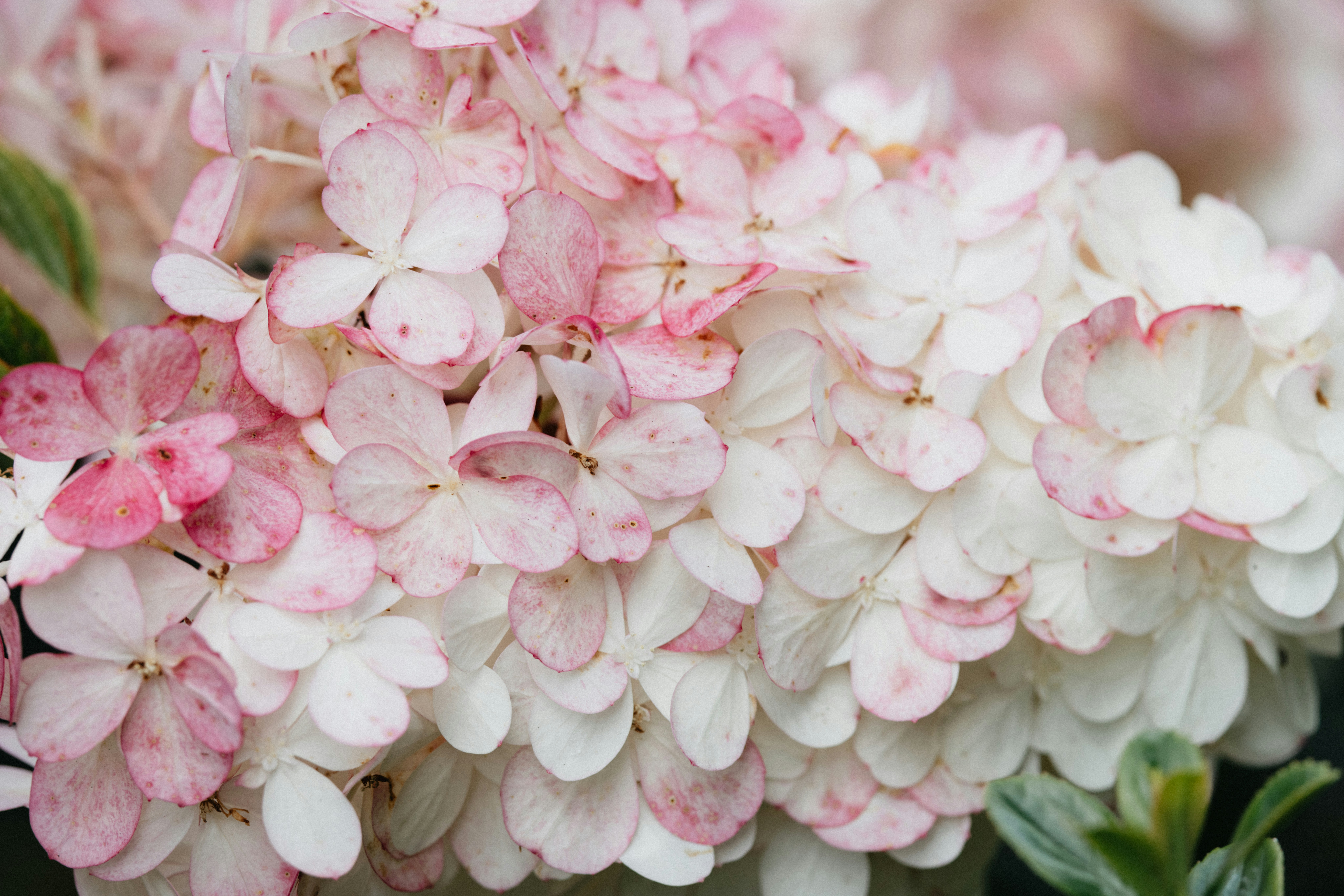 Photo by anniespratt