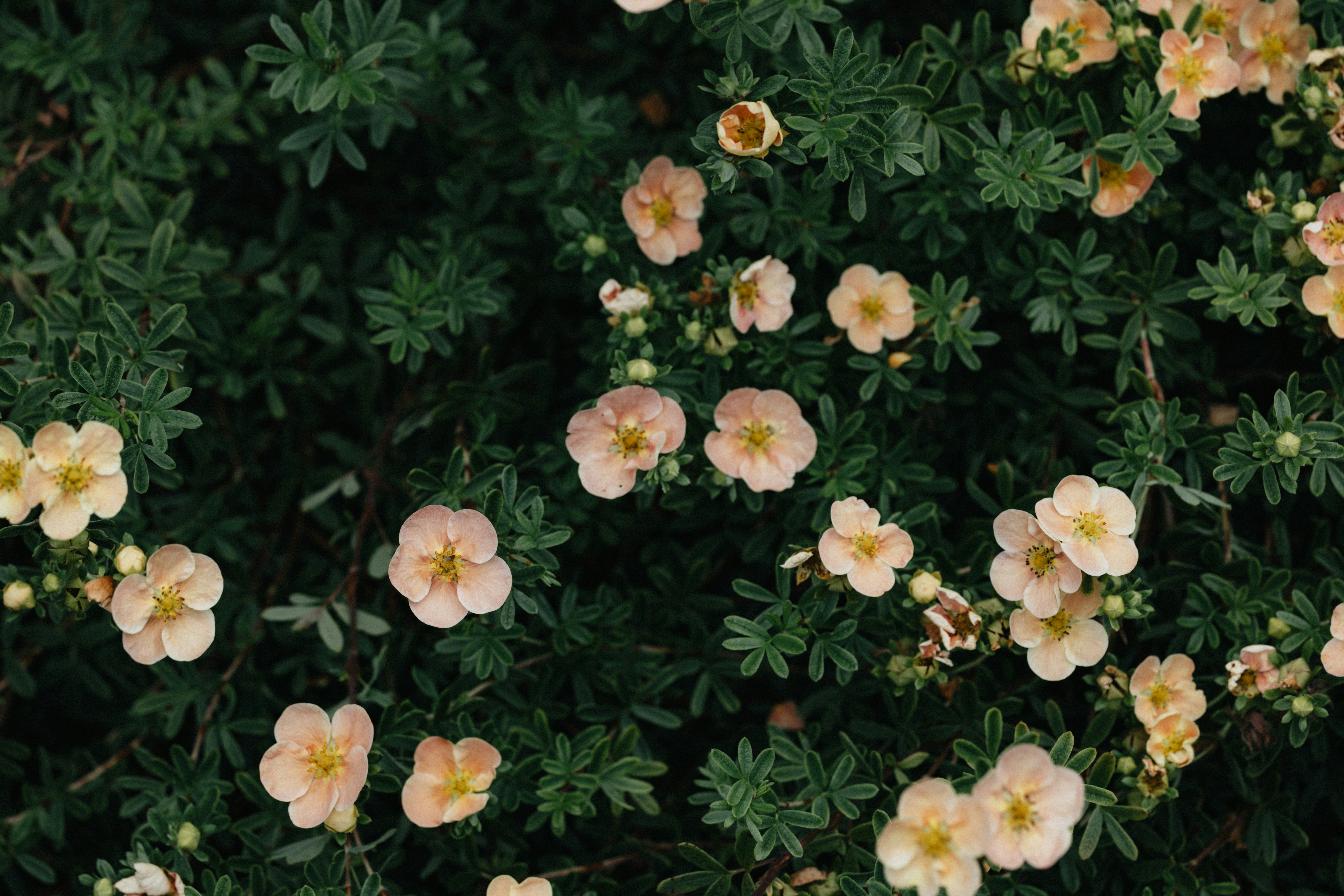 Photo by anniespratt