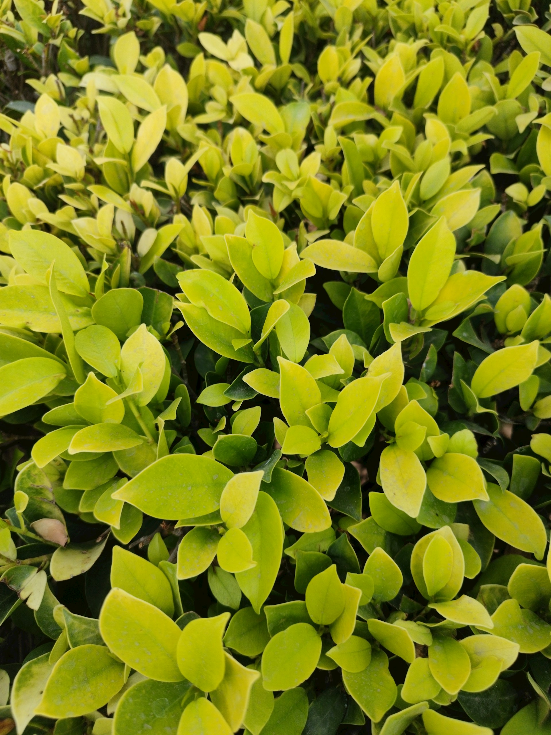 A close up of a bush with green leaves