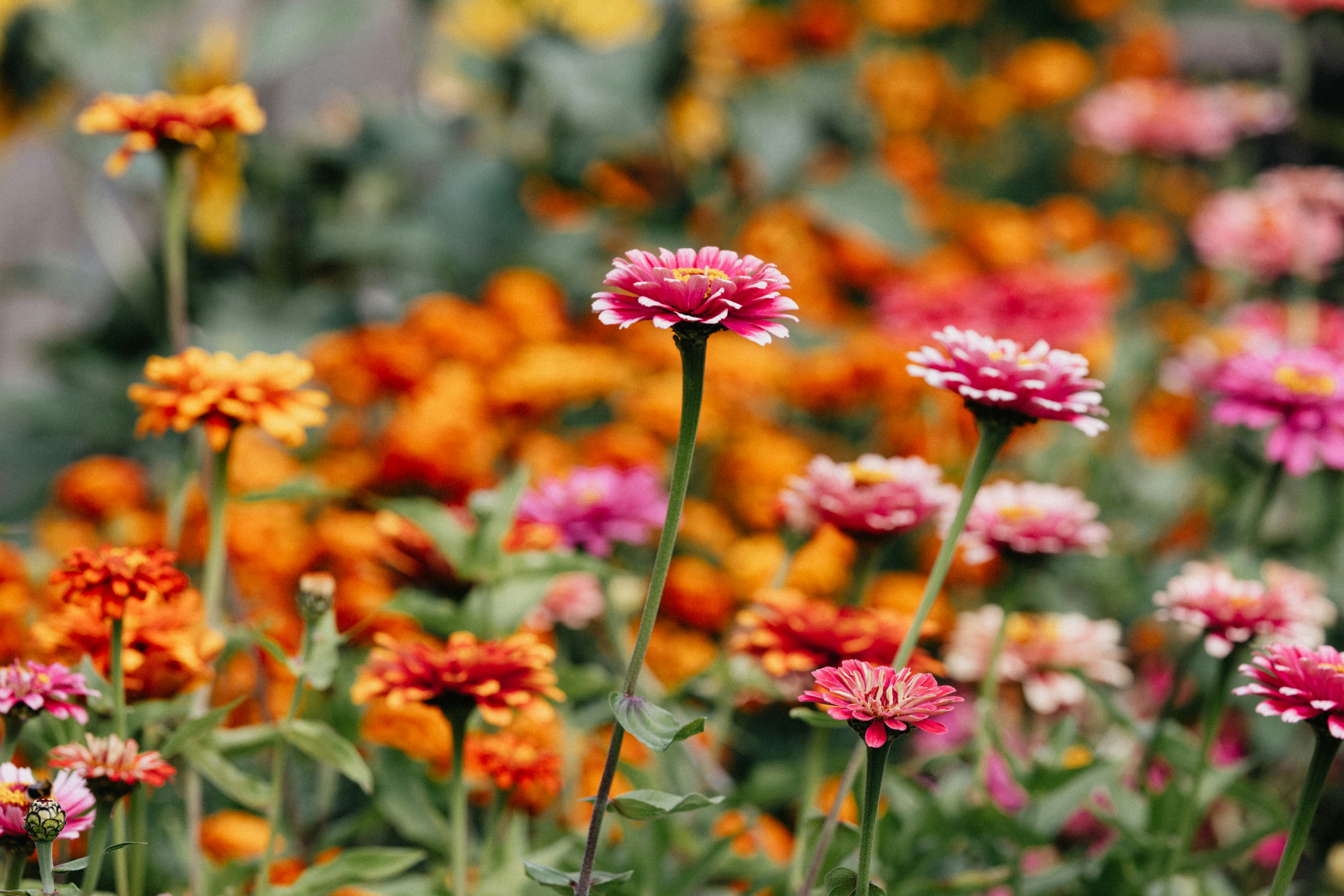 Photo by anniespratt