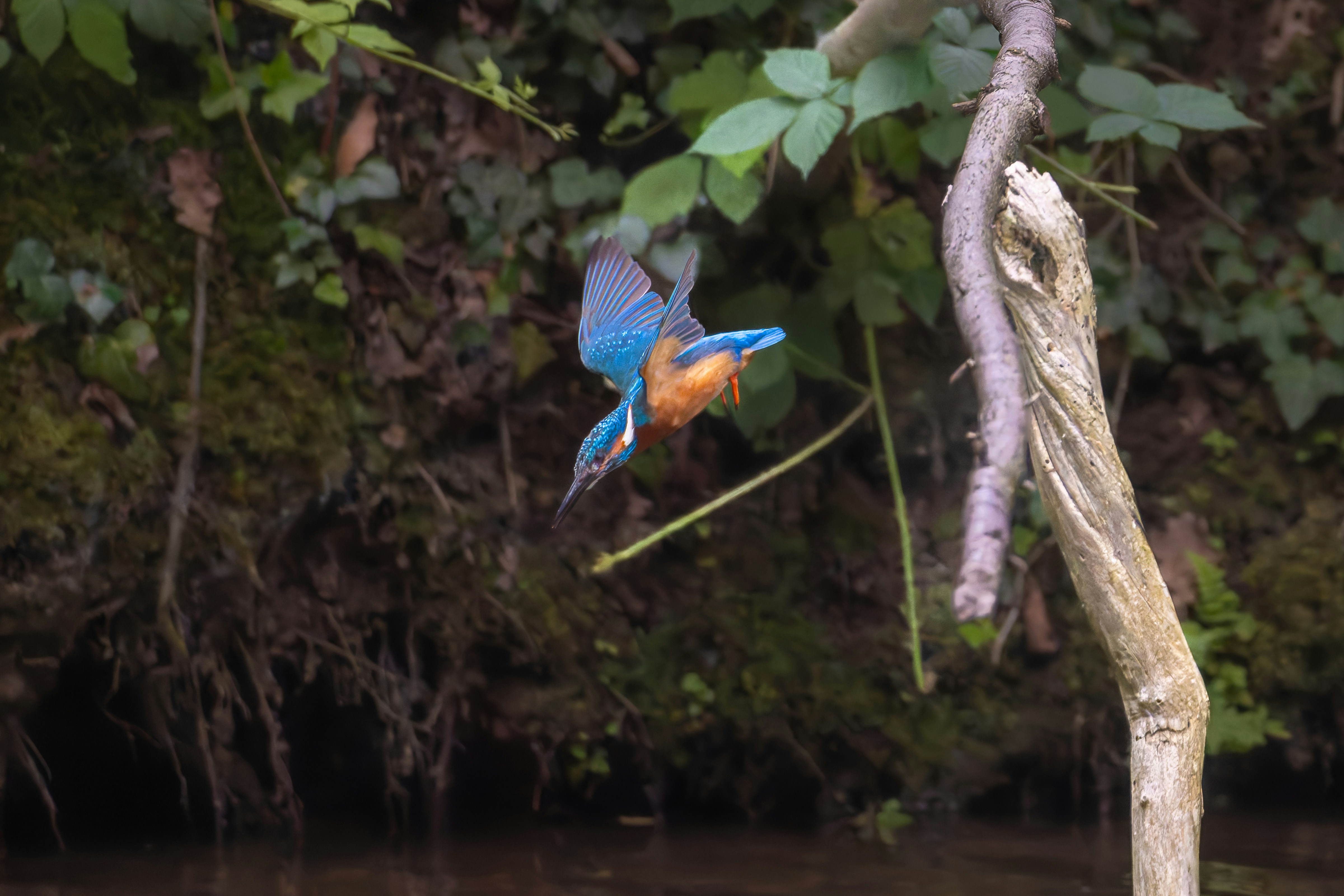 Photo by siegfriedpoepperl