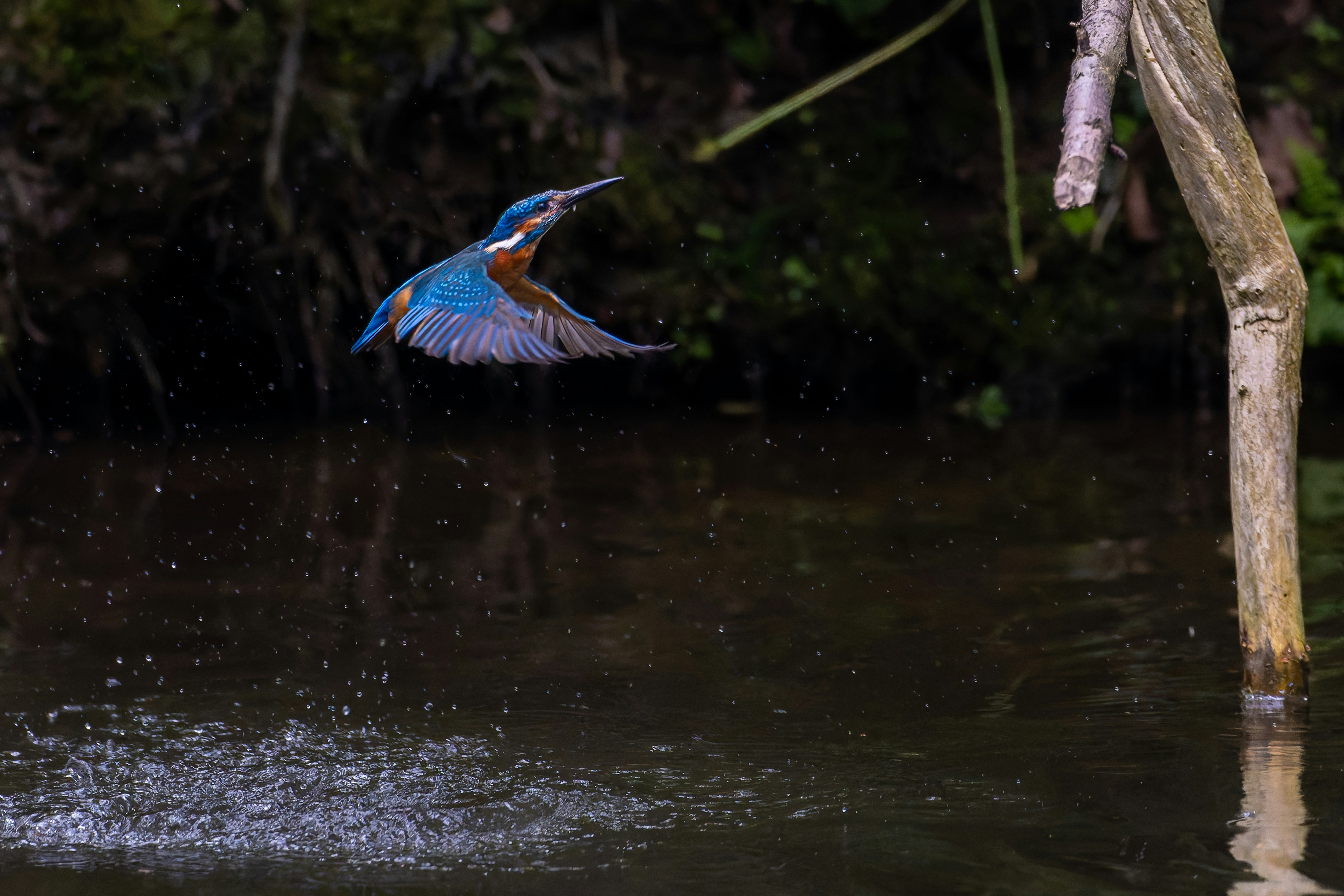 Photo by siegfriedpoepperl