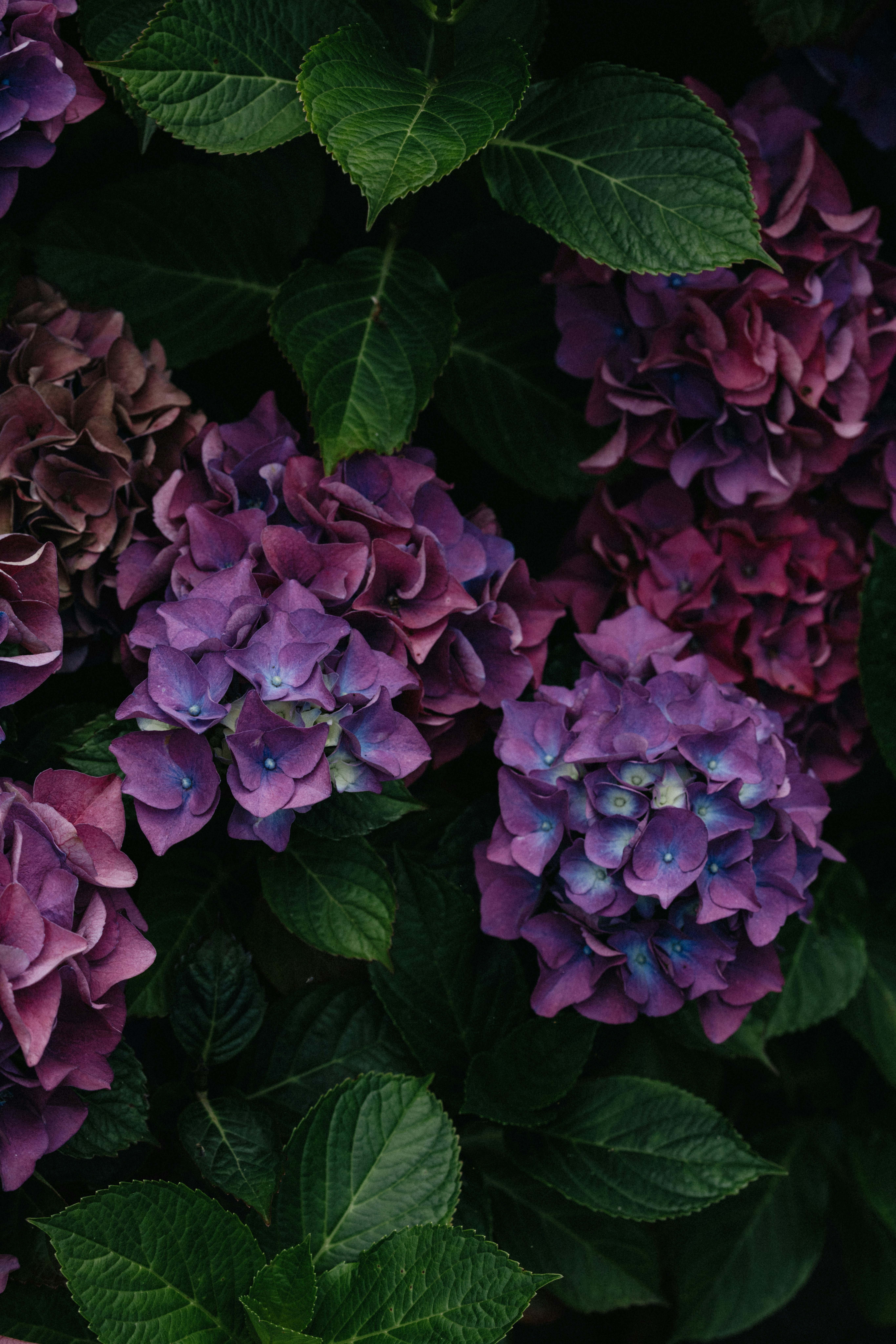 A bunch of purple flowers with green leaves photo – Free Flower Image on  Unsplash, image size:3000x4498