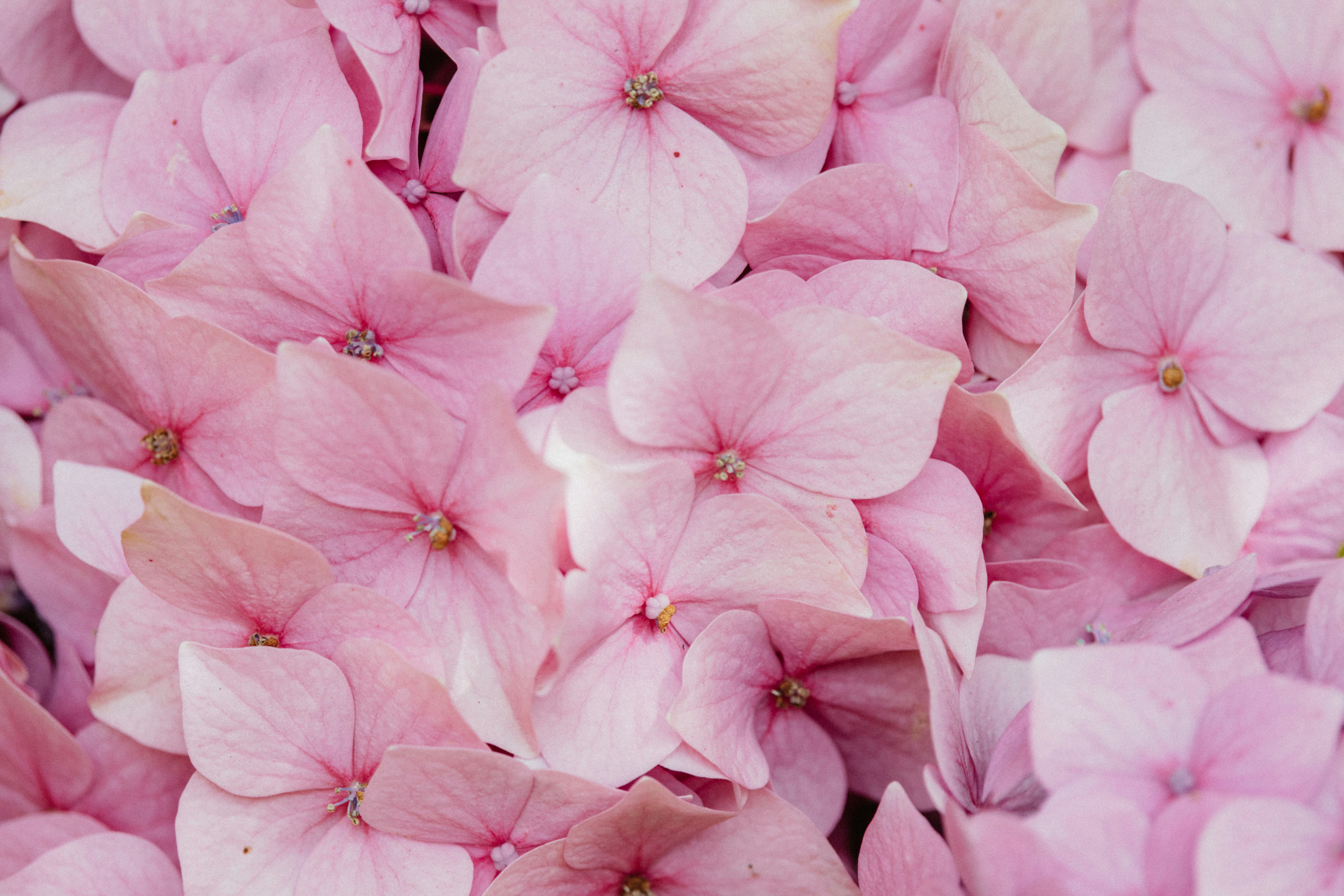 Photo by anniespratt