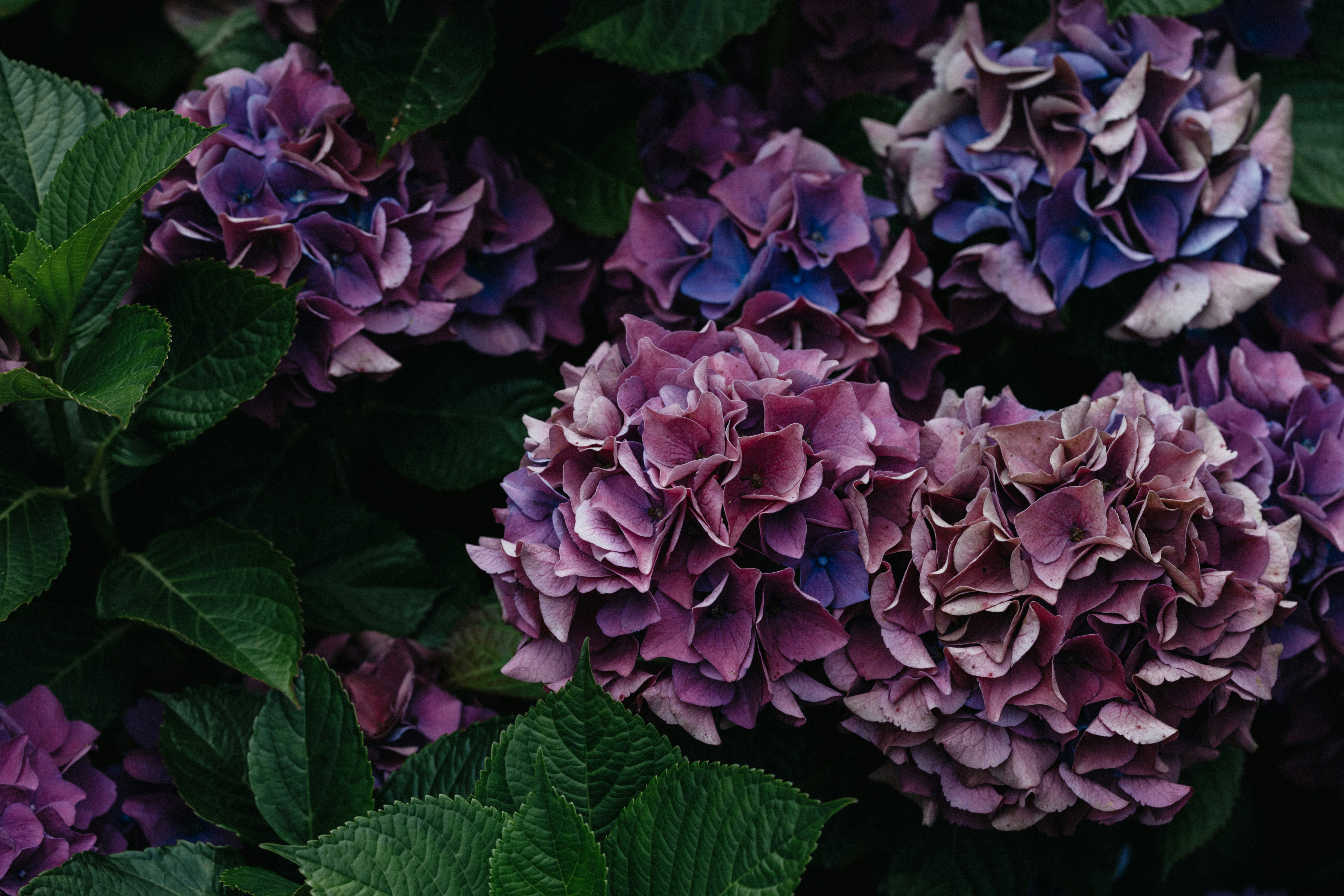 Photo by anniespratt