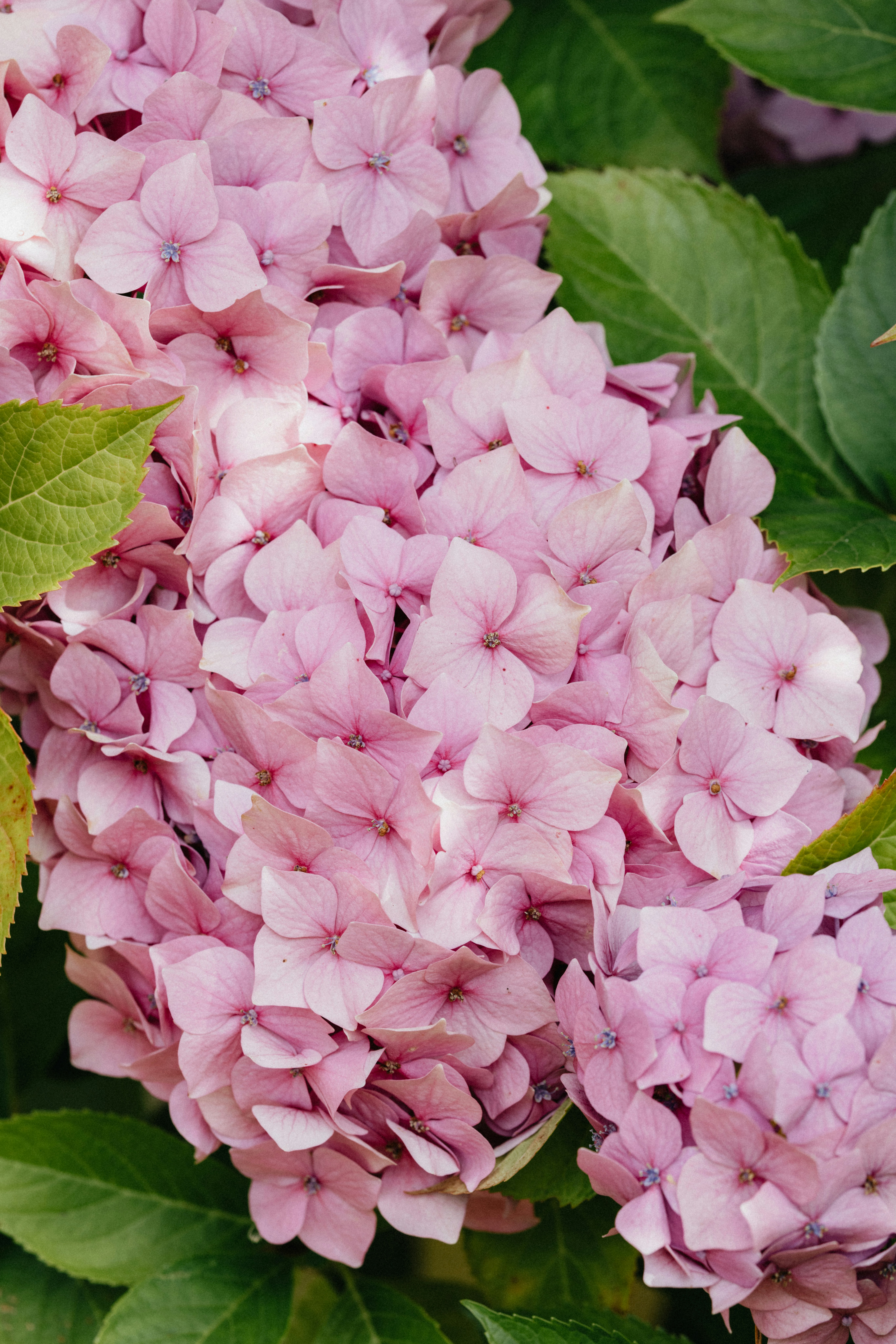 Photo by anniespratt