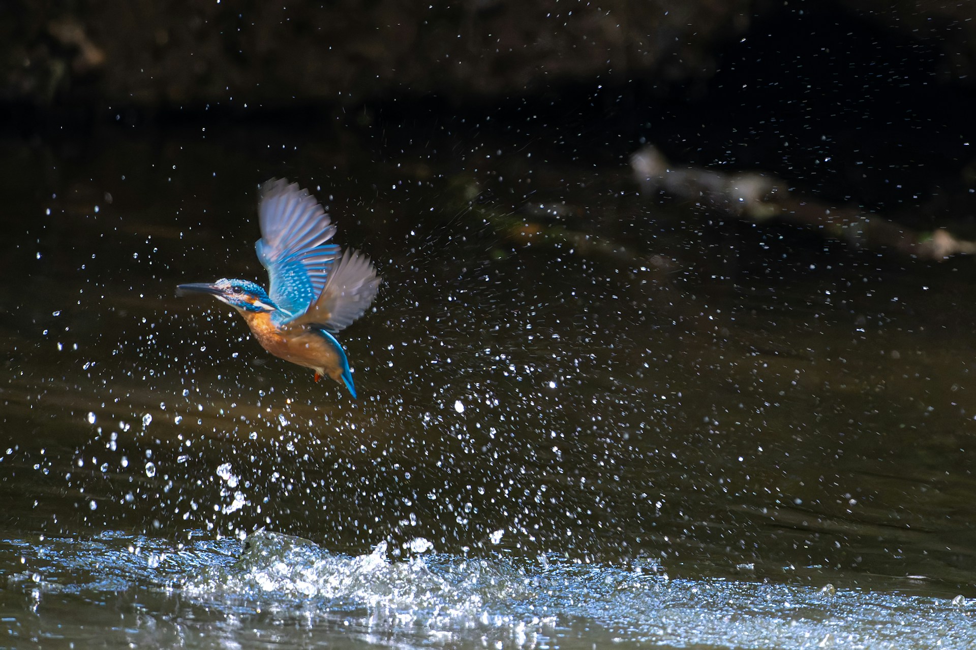 A bird flying over a body of water