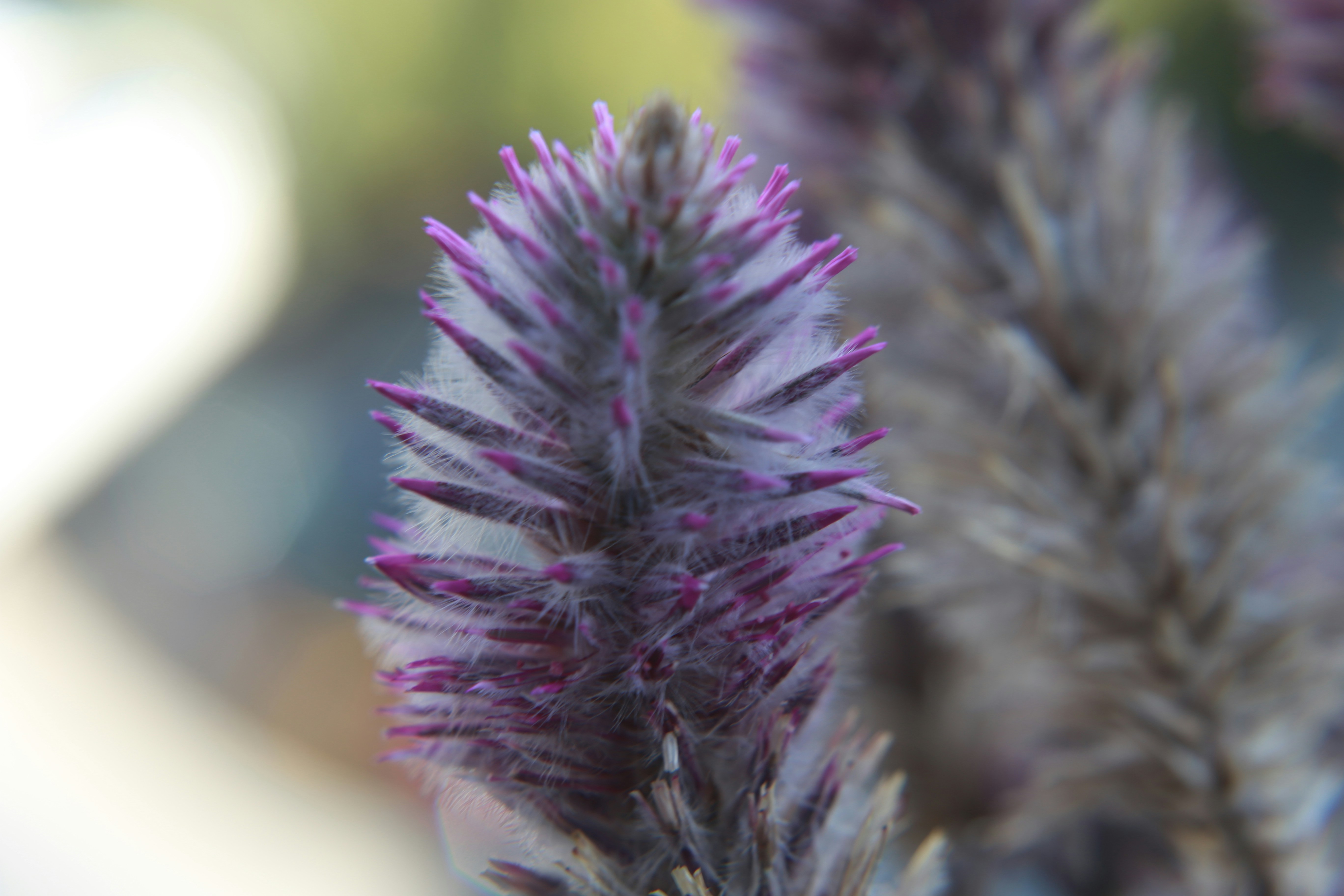 Un primer plano de una flor púrpura con fondo borroso