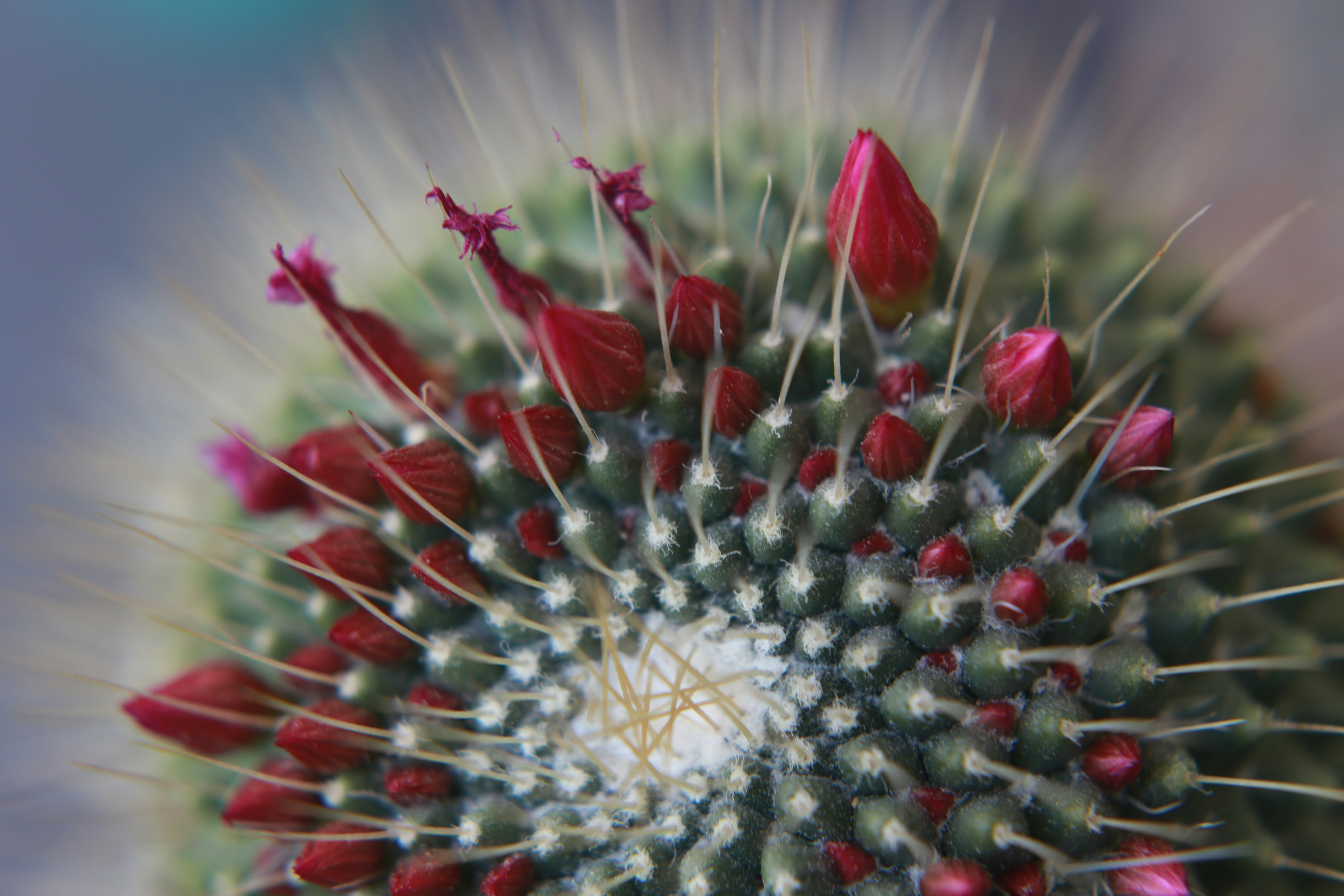 Un primer plano de una flor roja y blanca