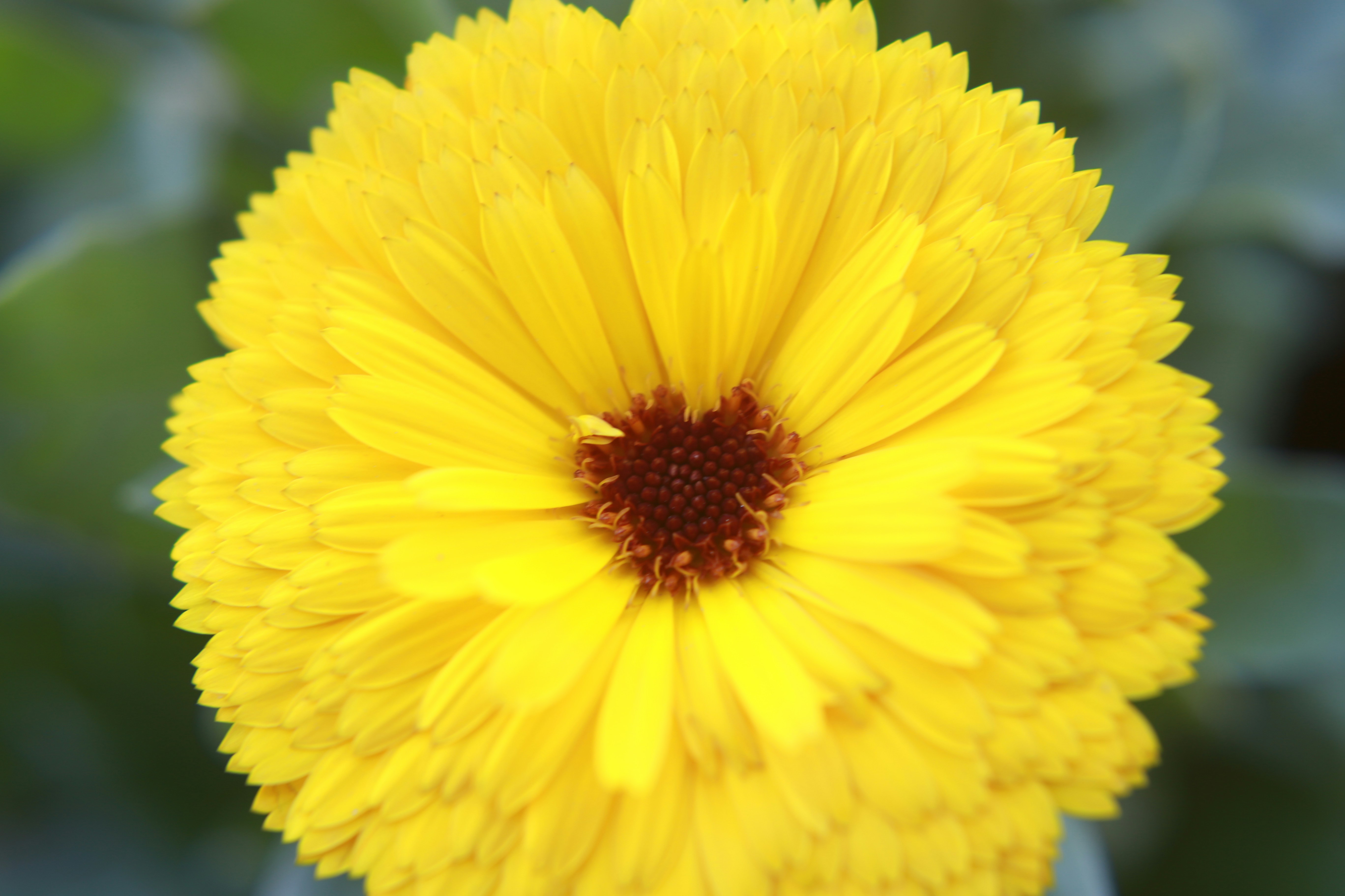 Un primer plano de una flor amarilla con hojas verdes en el fondo