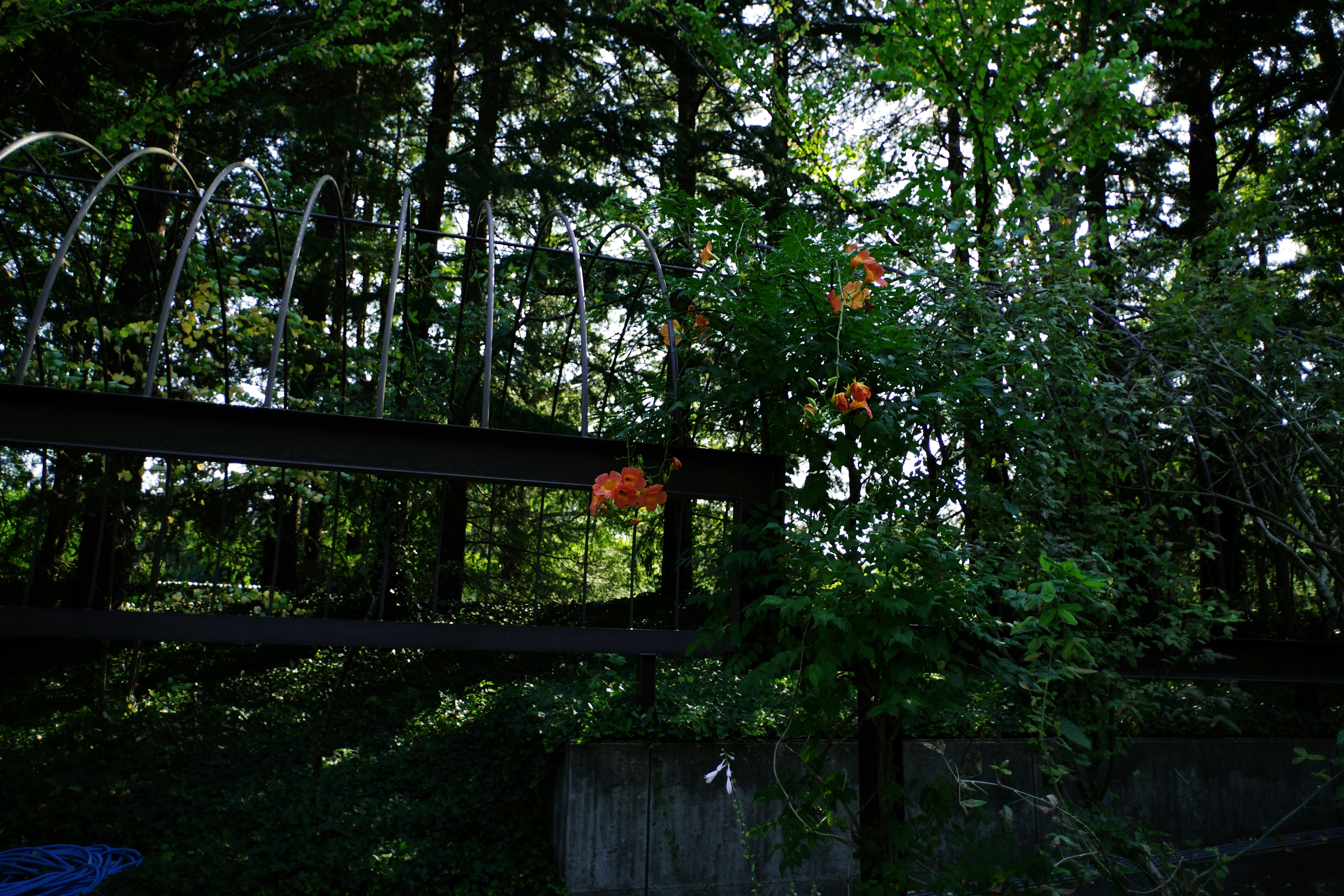 Glamping setup in Japanese forest
