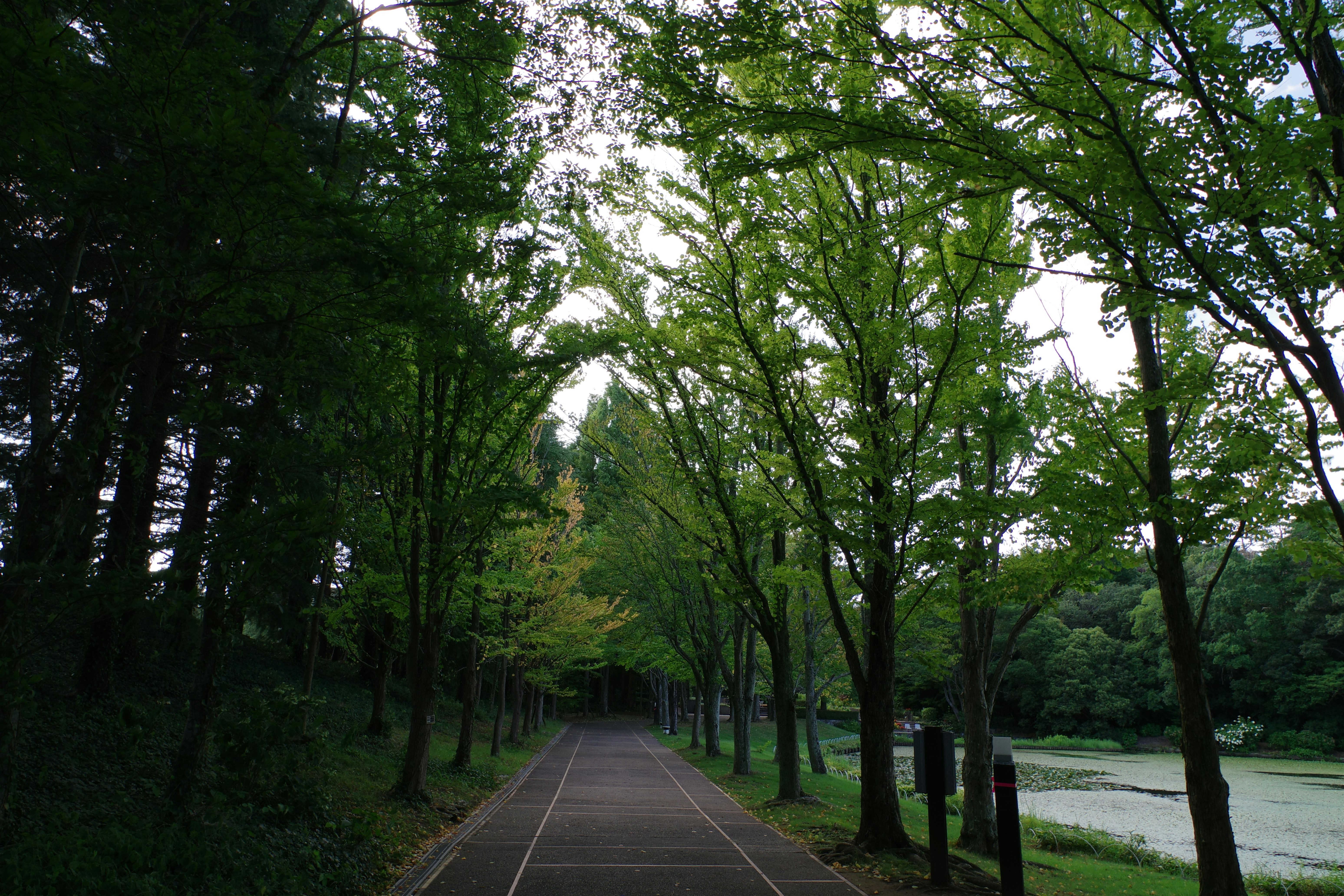 A road with trees lining both sides of it