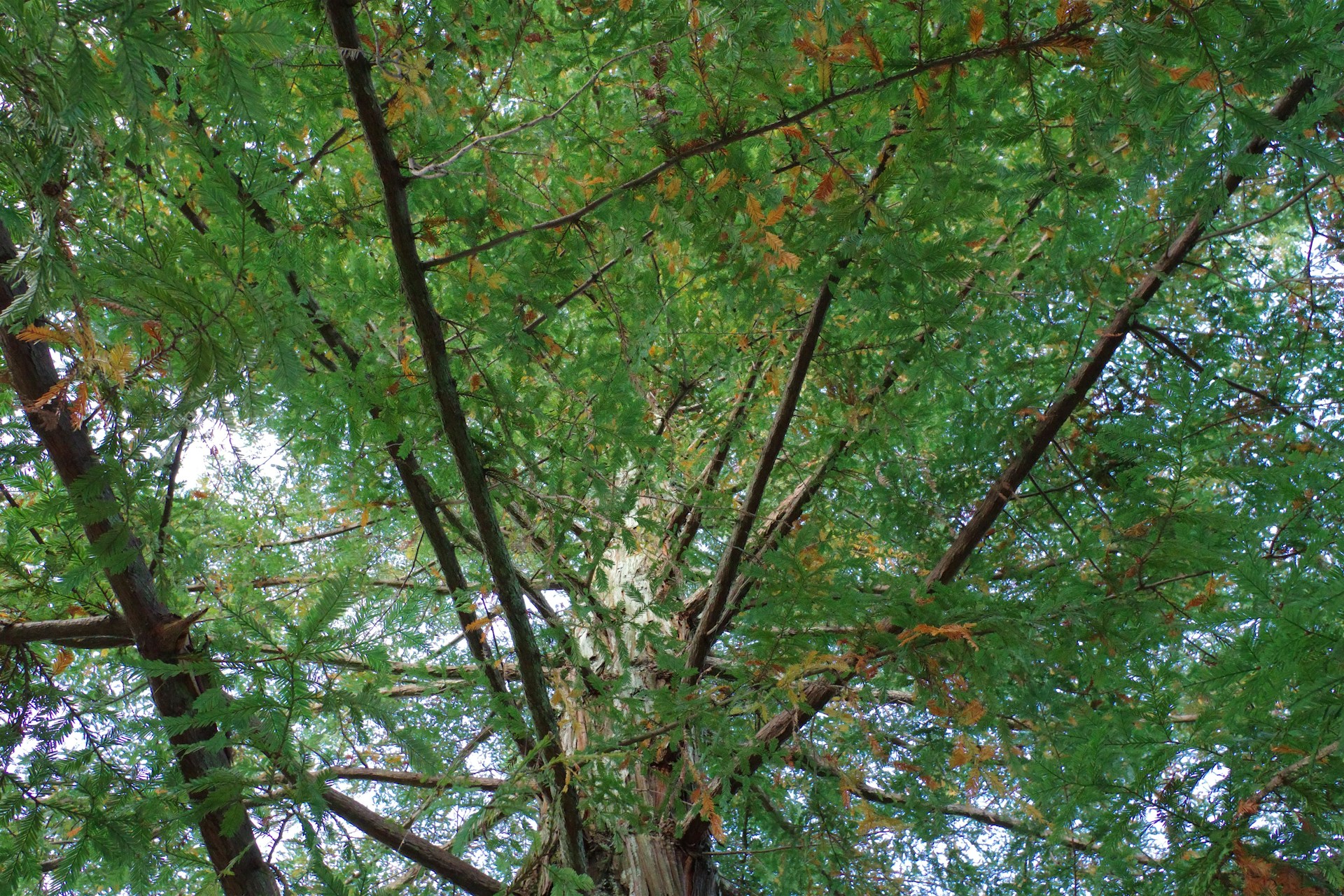 A tall tree with lots of green leaves