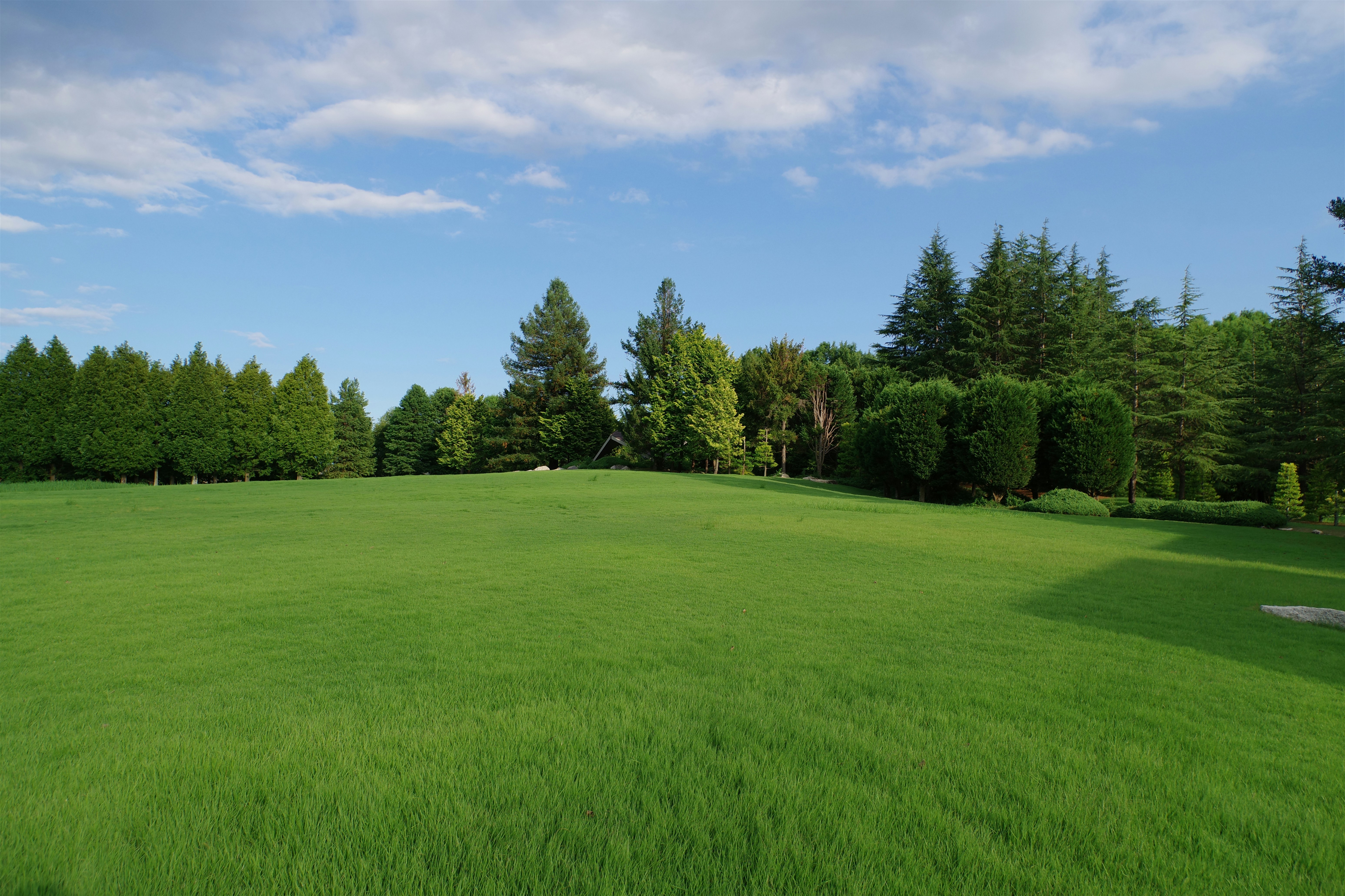A green field with trees in the background