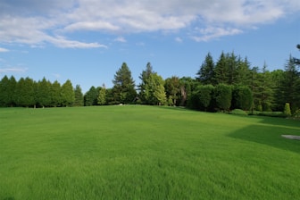 A green field with trees in the background