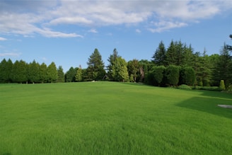 A green field with trees in the background