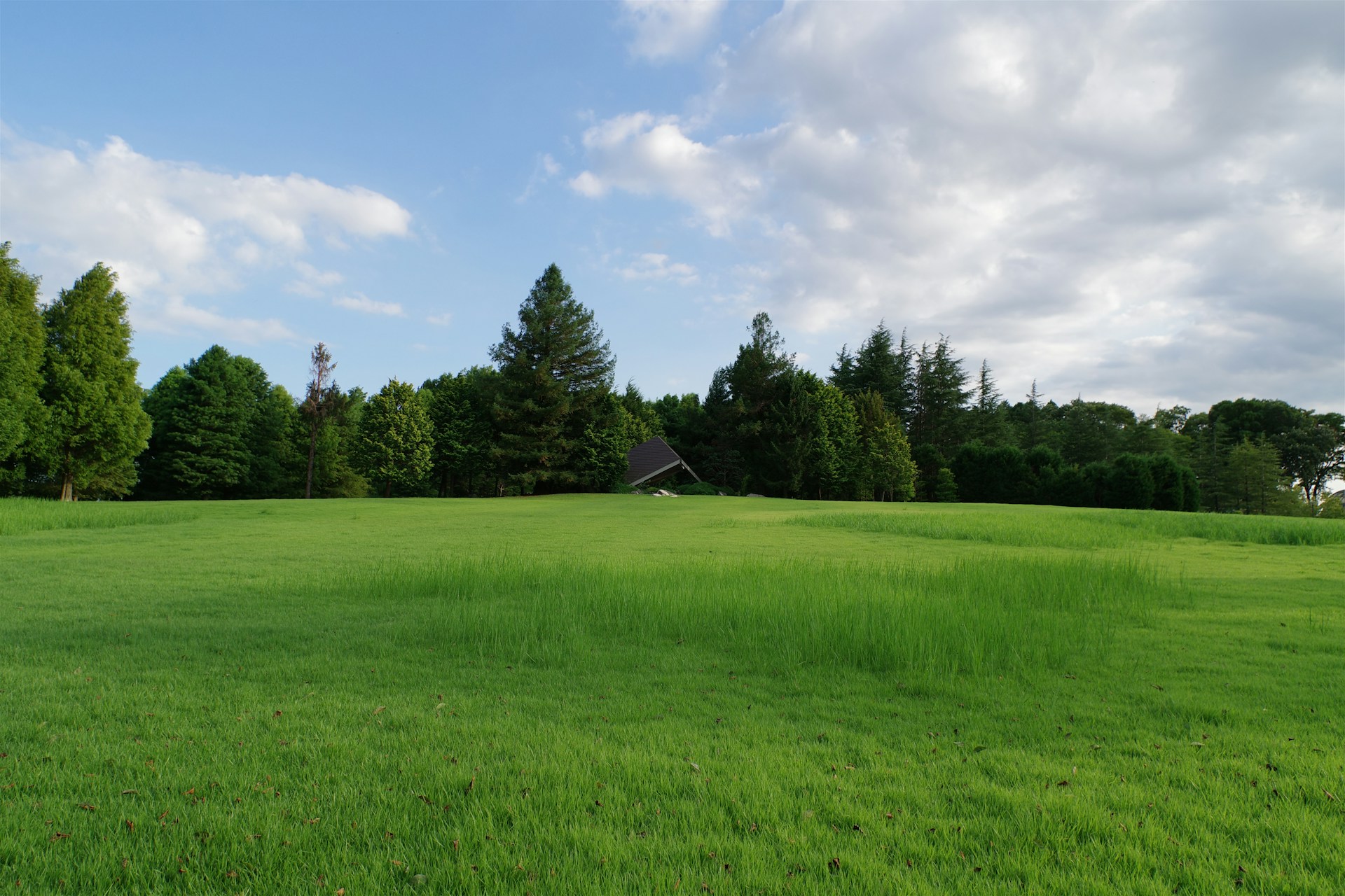 A green field with trees in the background