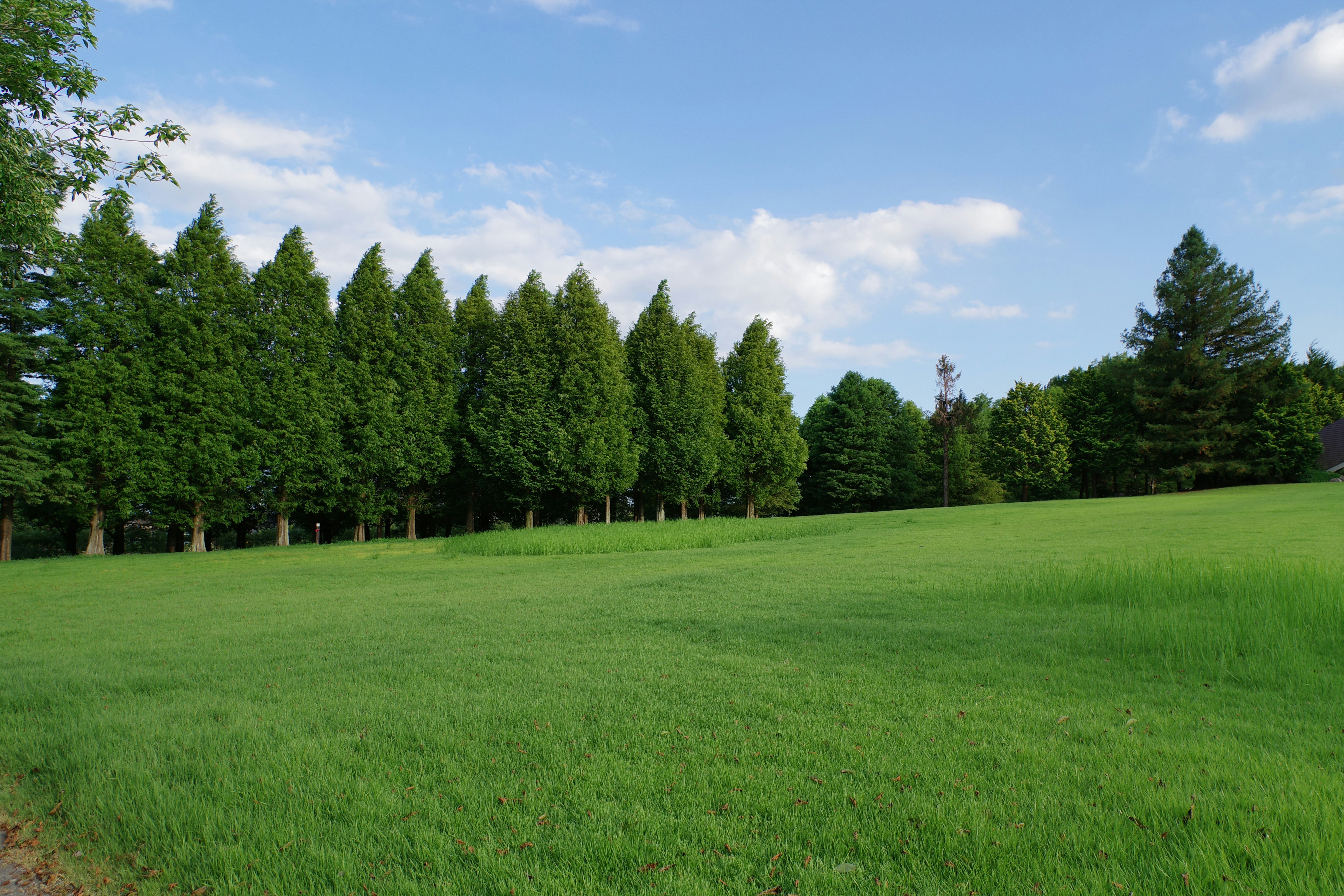 A grassy field with trees in the background