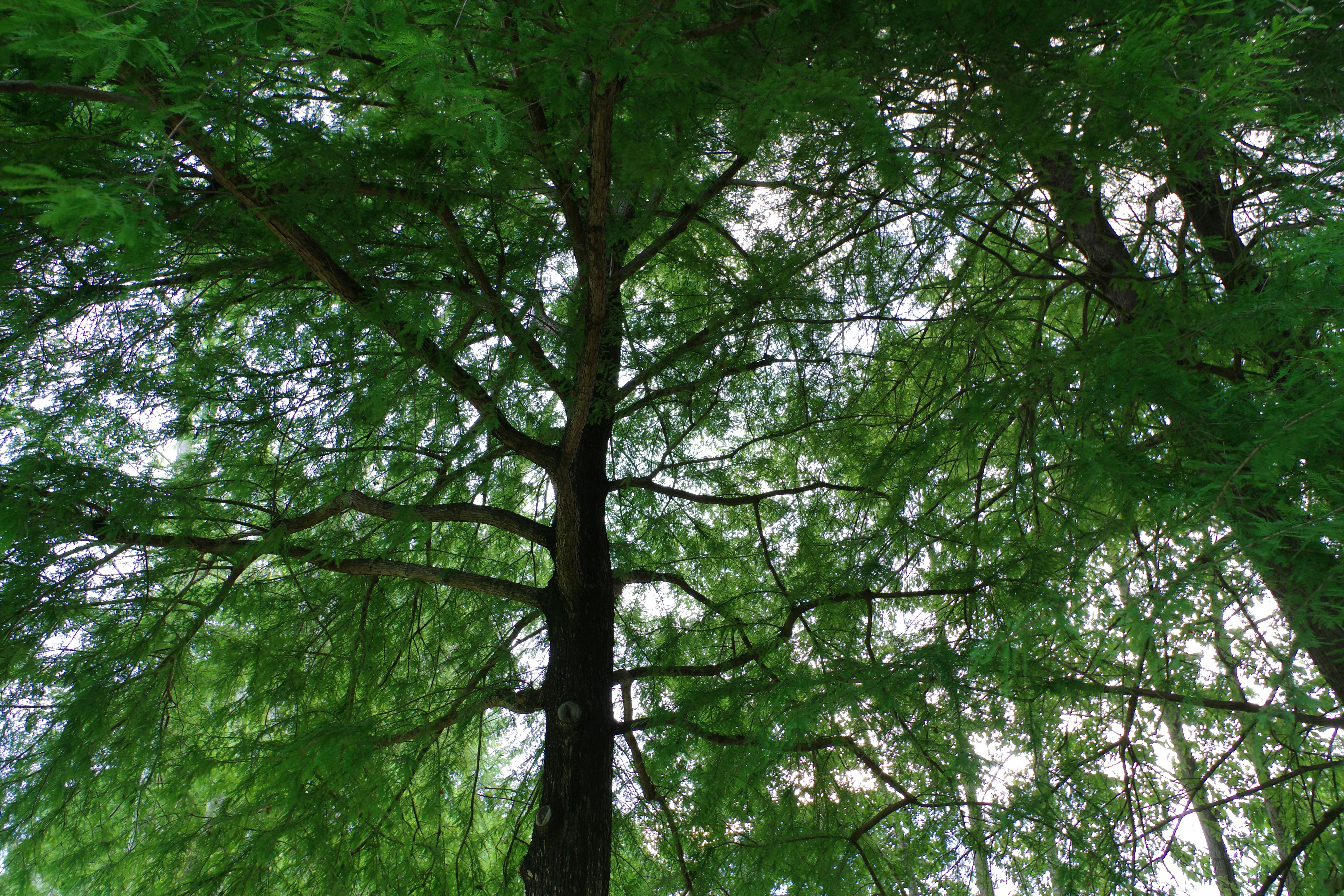 Merkle Trees: The Invisible Backbone of Fast, Reliable Change Detection