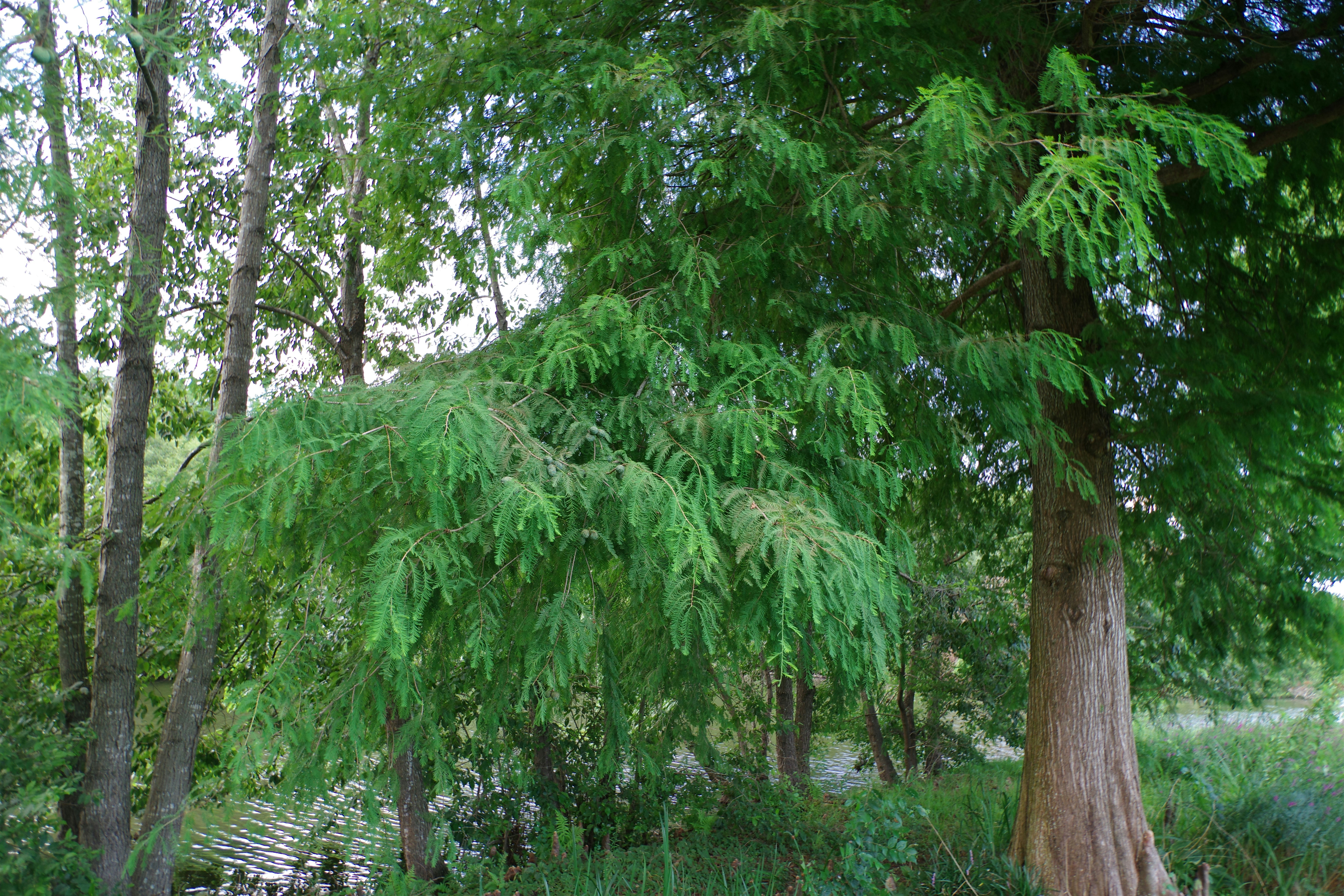 photo-1723209249486-78dbfb8564df?ixid=M3wxMjA3fDB8MXxzZWFyY2h8M3x8dW5zZWVuJTIwdGhyZWF0cyUzQSUyMHRoZSUyMGltcGFjdCUyMG9mJTIwcHBjcHMlMjBvbiUyMHlvdXIlMjB3YXRlciUyMHF1YWxpdHklMjAtJTIwY2hhdHRhbm9vZ2ElMjBkYXlsaWxpZXN8ZW58MHx8fHwxNzUyMDIxMDk4fDA\u0026ixlib=rb-4.1.0