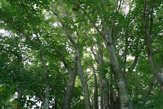 A group of trees that are standing in the grass