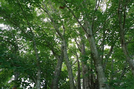 A group of trees that are standing in the grass