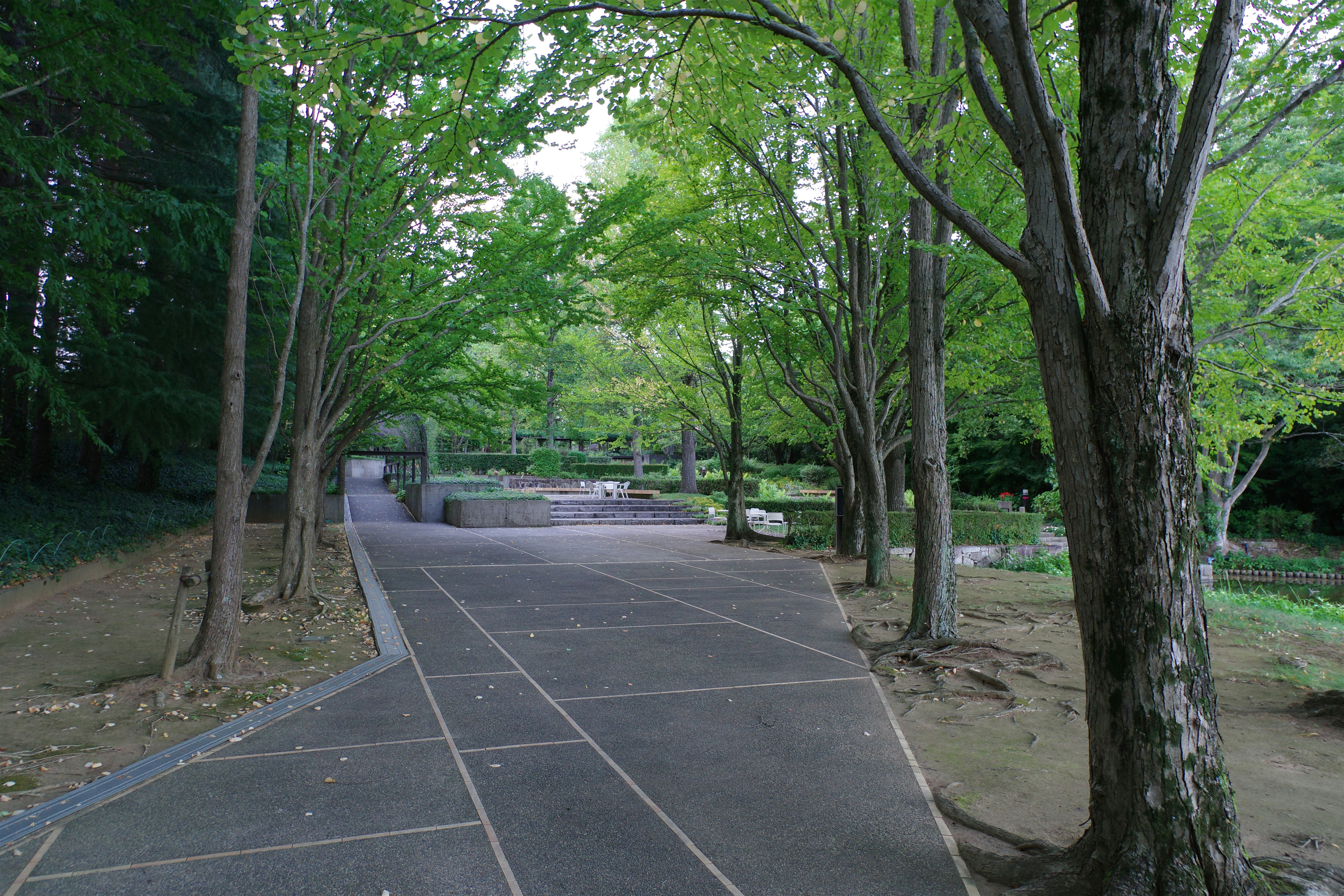 A paved path in the middle of a wooded area