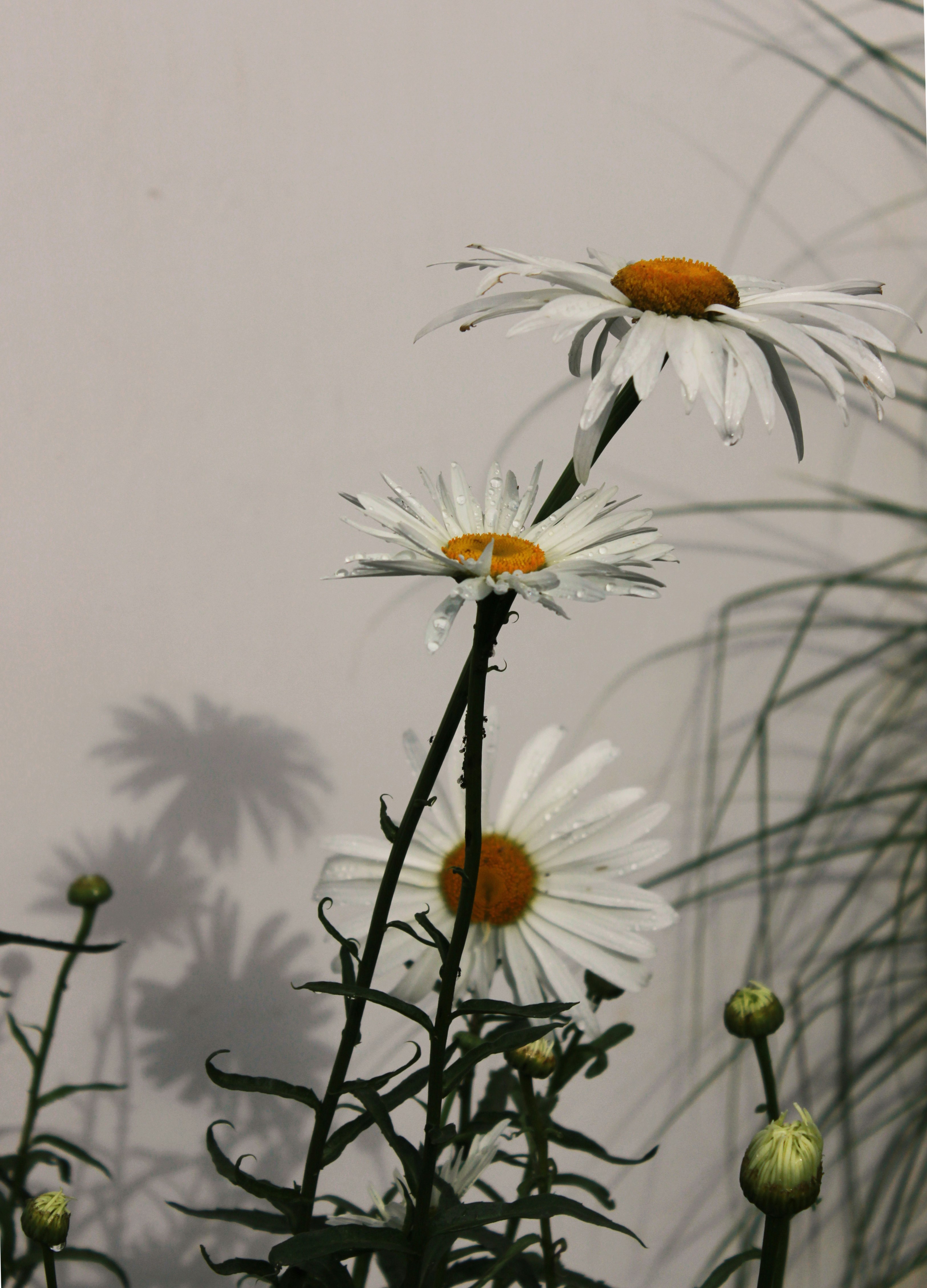 A group of daisies in front of a wall