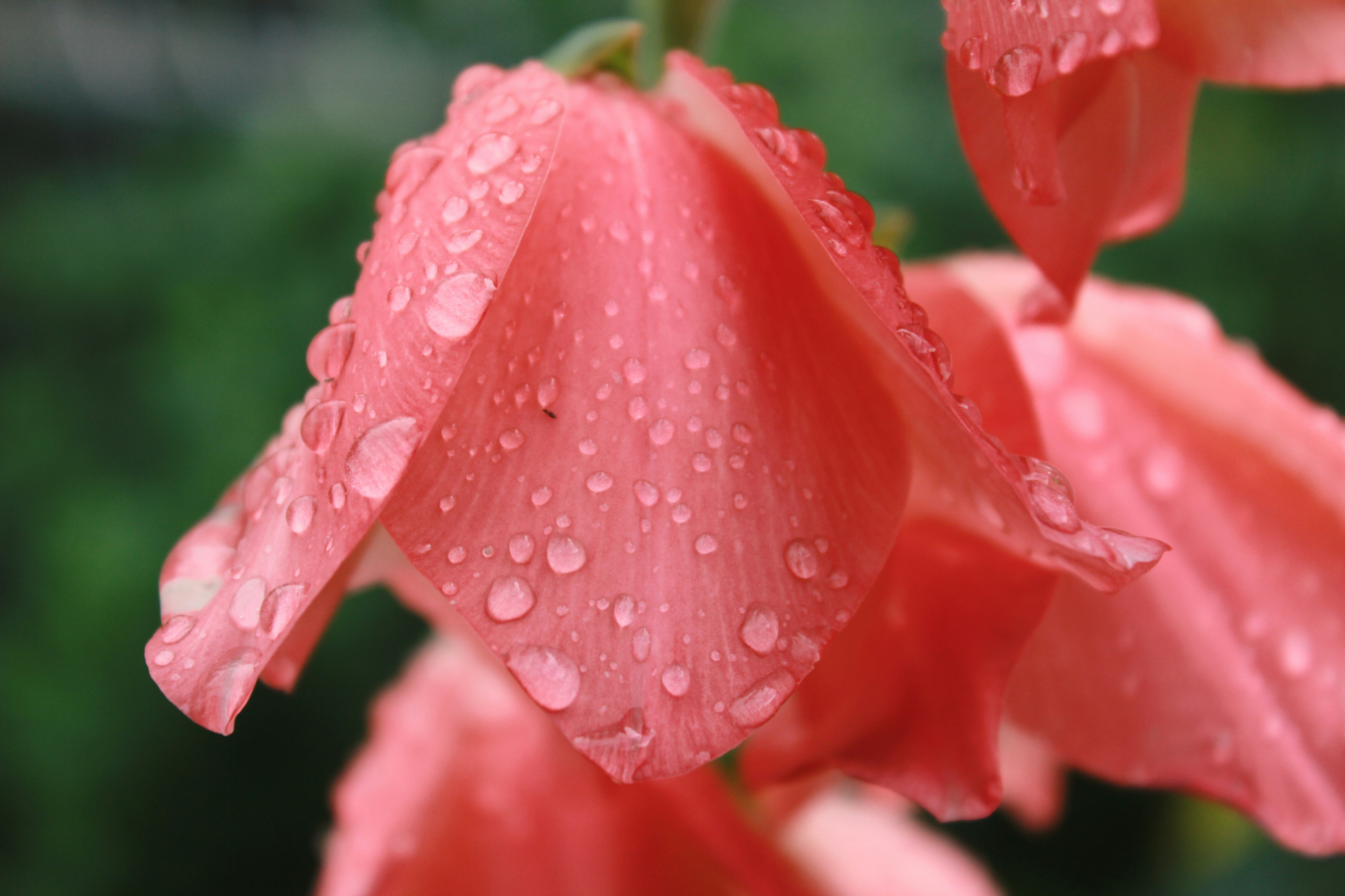 A close up of a flower with water droplets on it