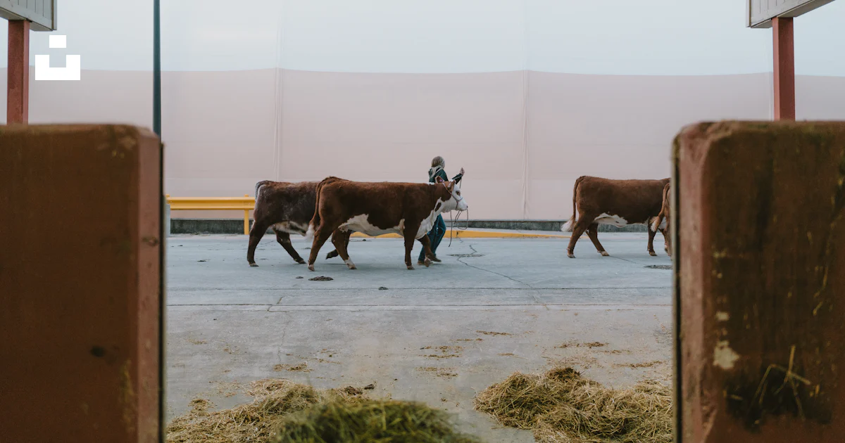 Code Cow Walking A group of cows walking across a parking lot photo – Free Cow Image on ...