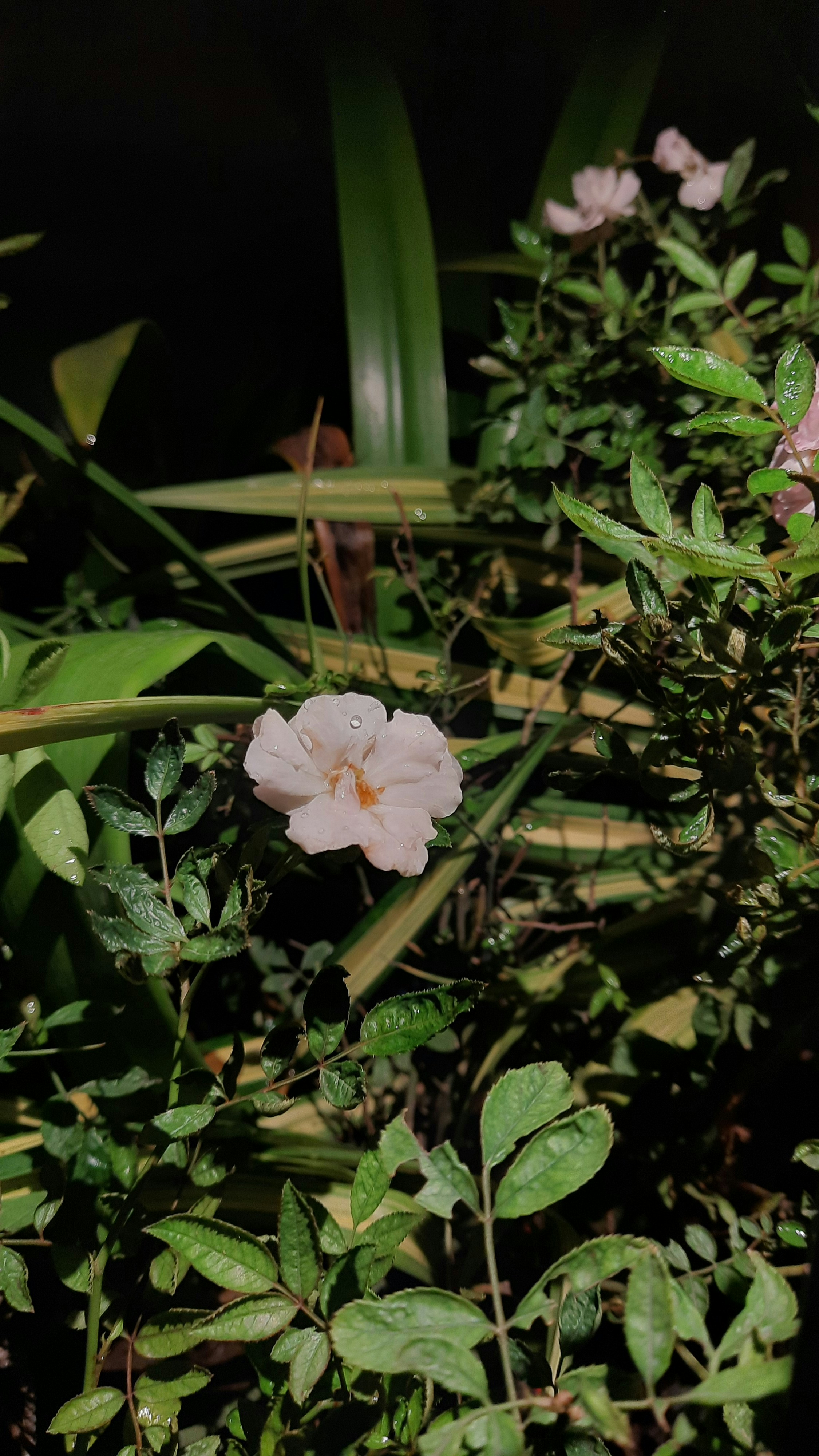 Photo by shutterbugs_3130