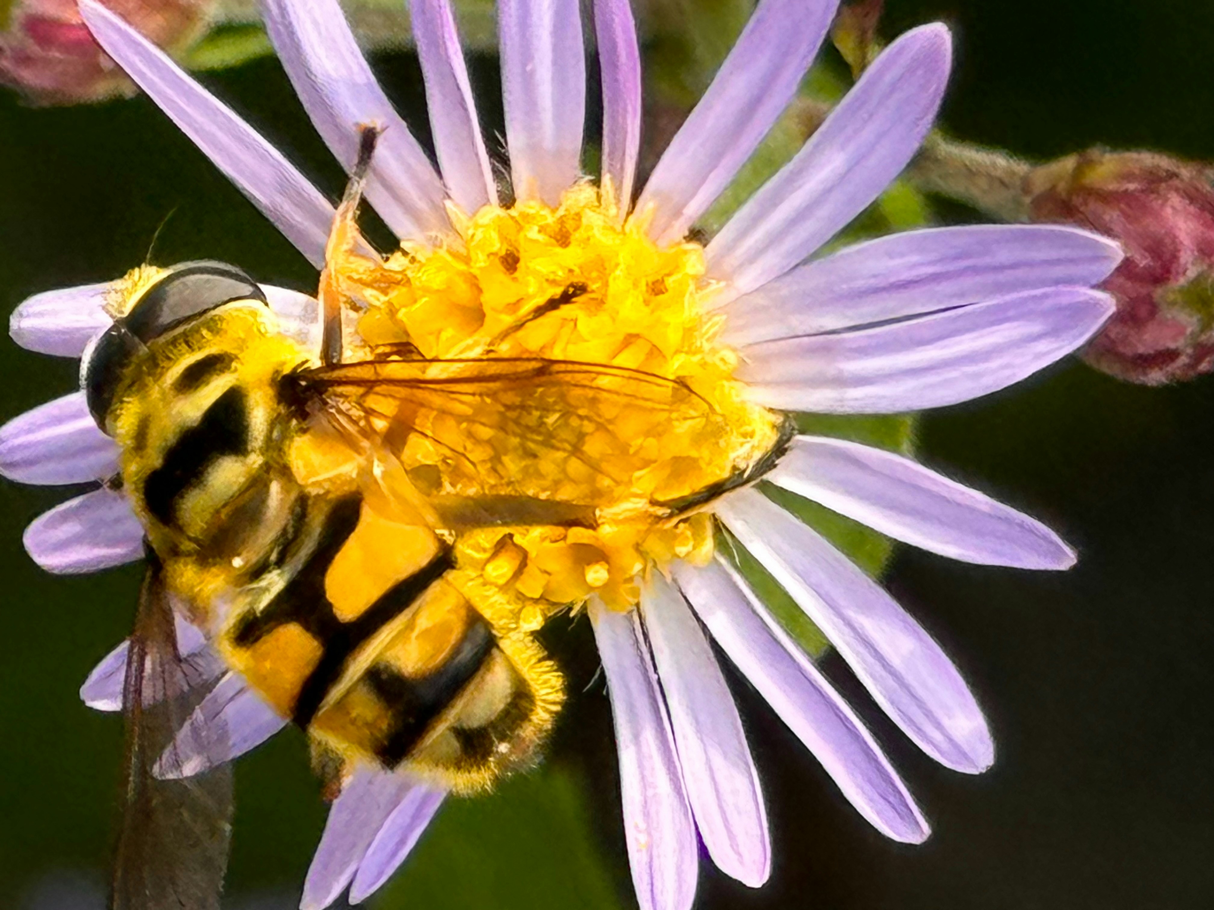 A couple of bees sitting on top of a purple flower