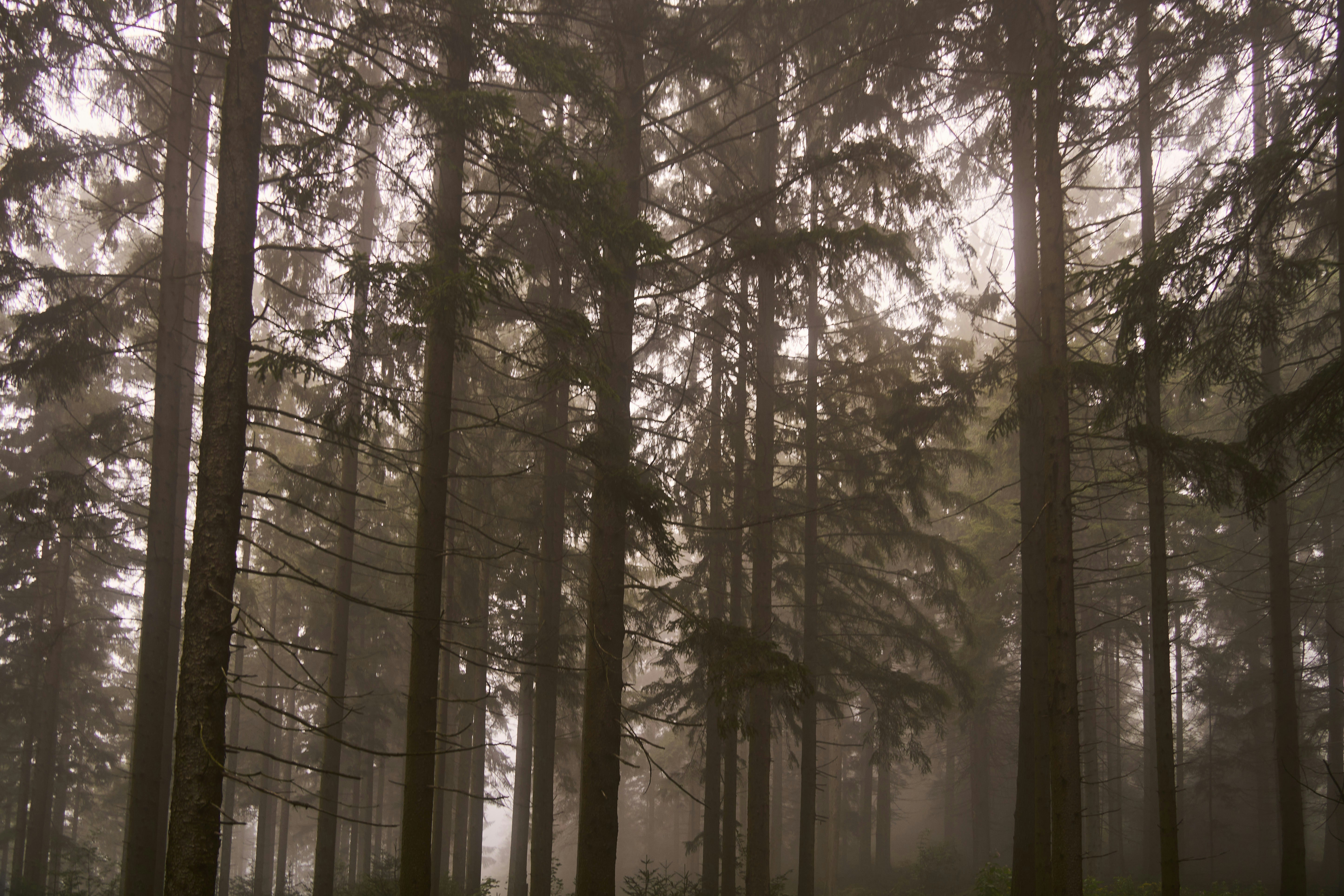 Photo by wolfgang_hasselmann