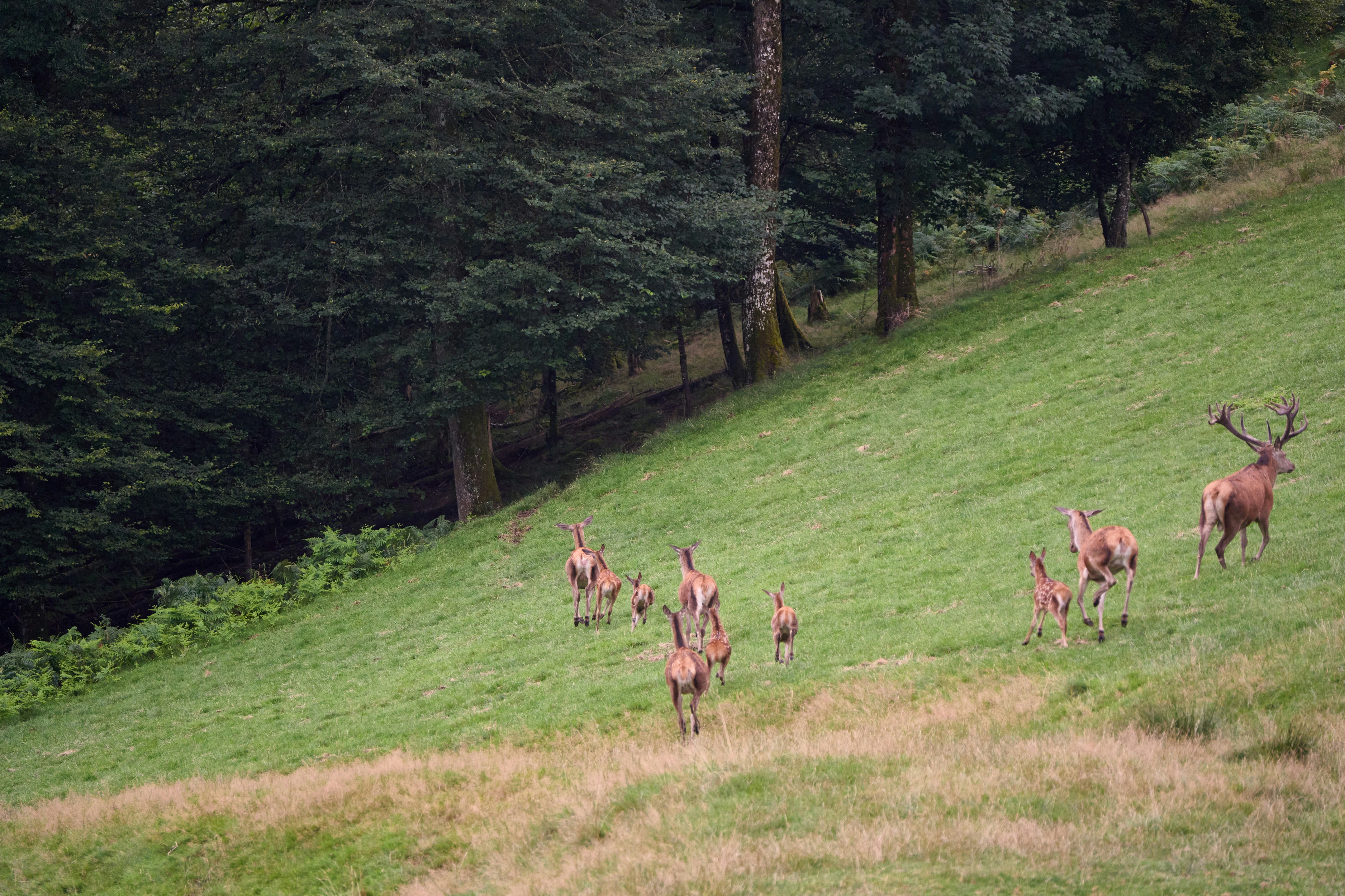 Photo by wolfgang_hasselmann