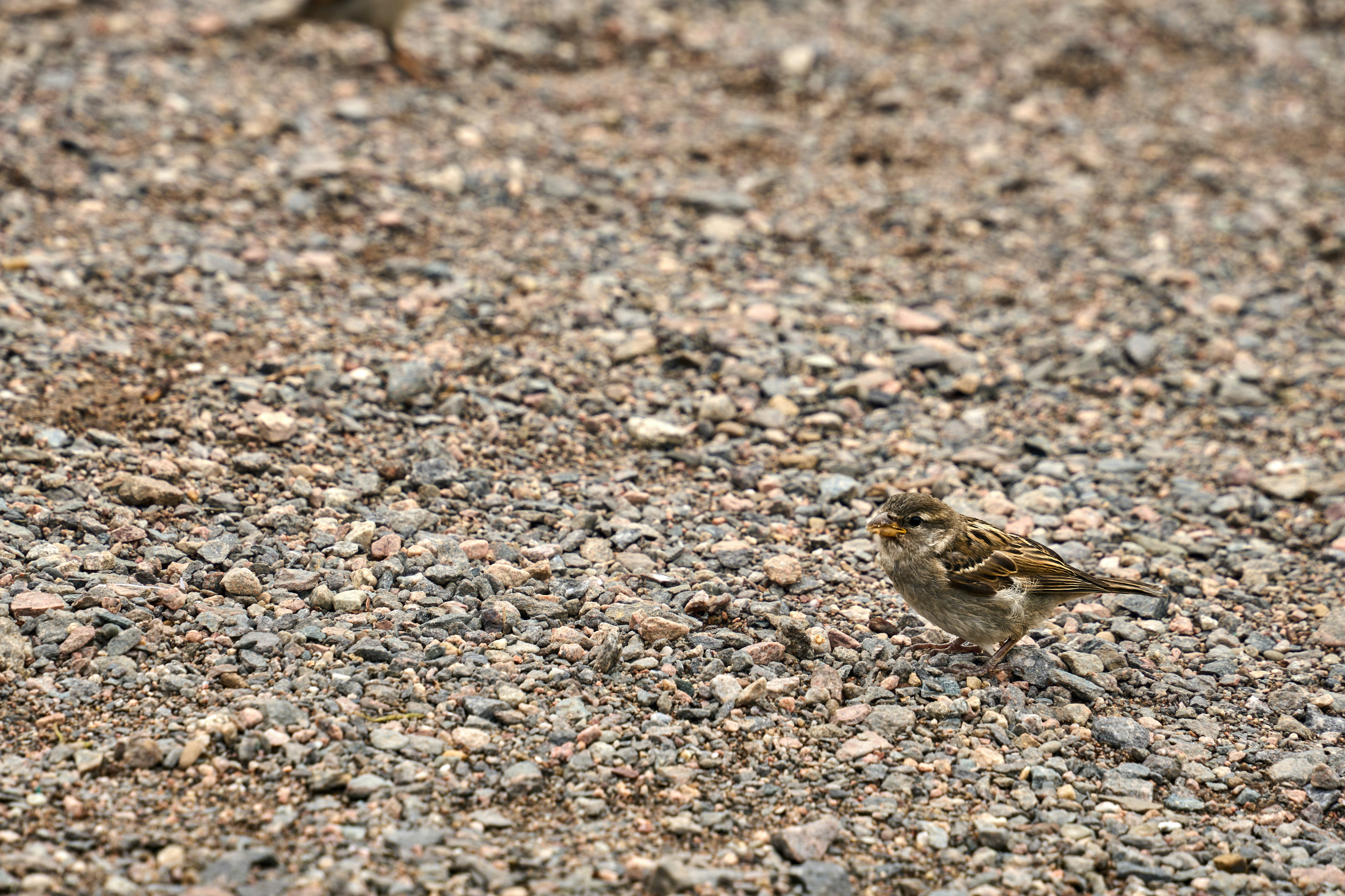 Photo by wolfgang_hasselmann