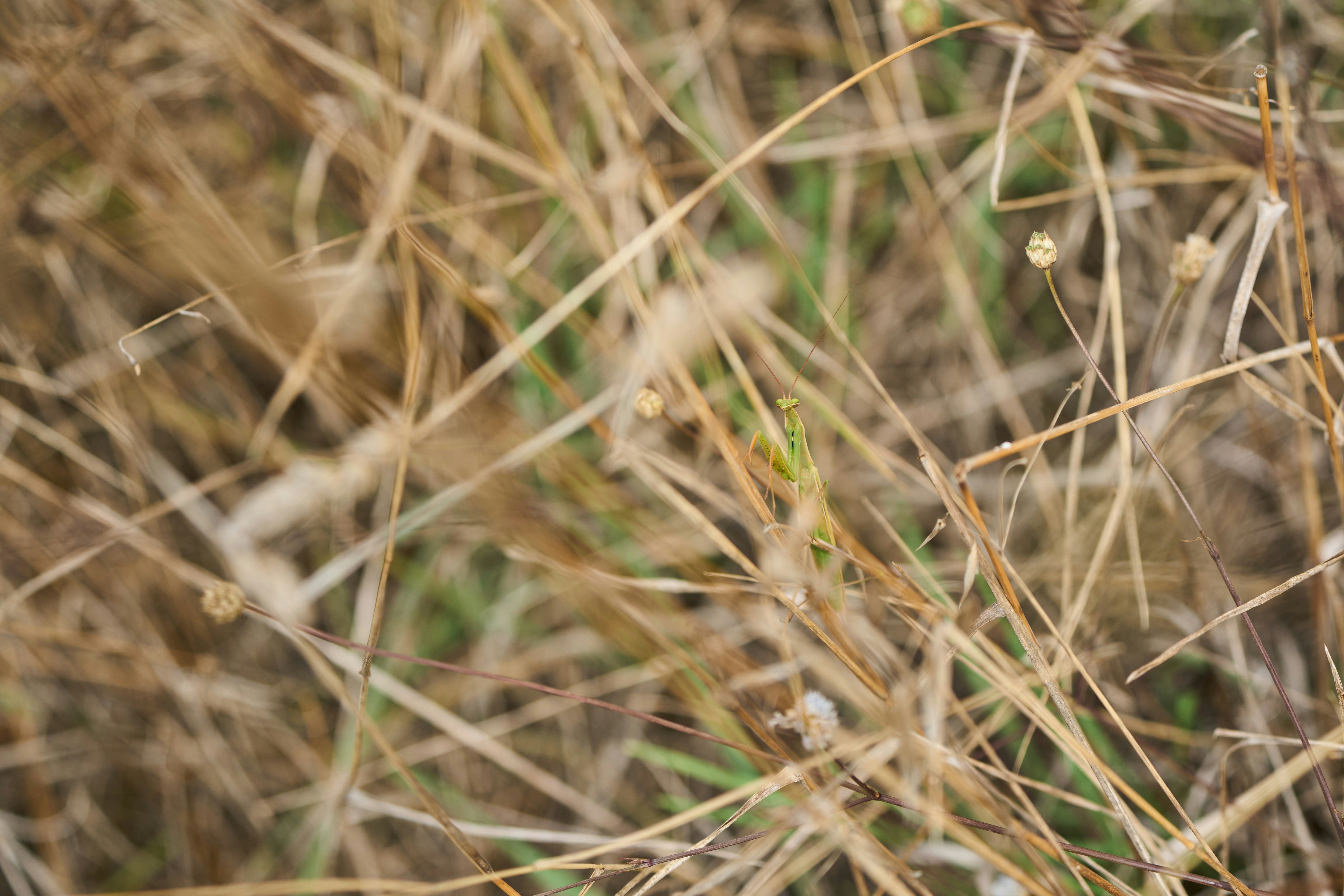 Photo by wolfgang_hasselmann