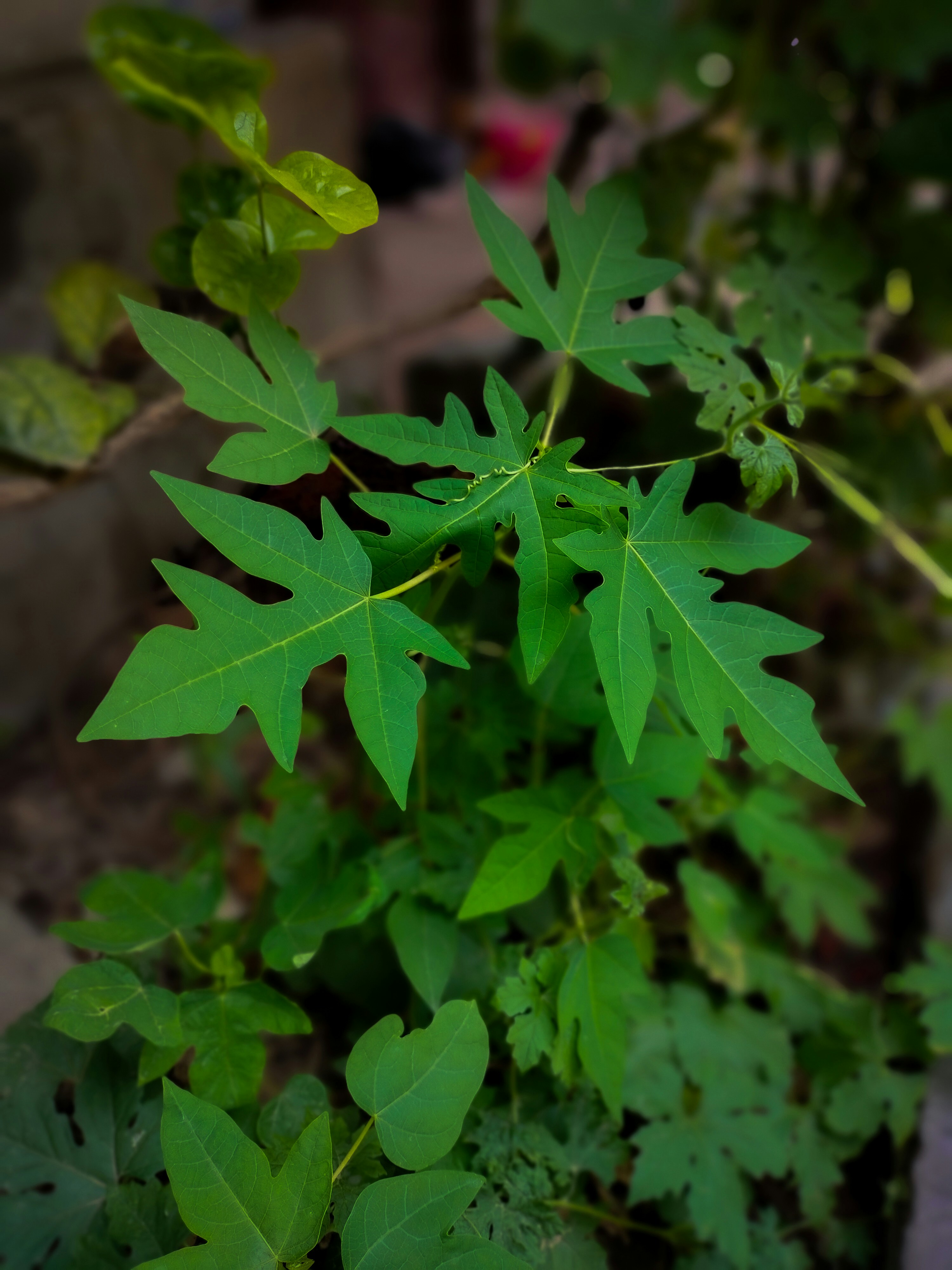 Photo by sujaypaulsp