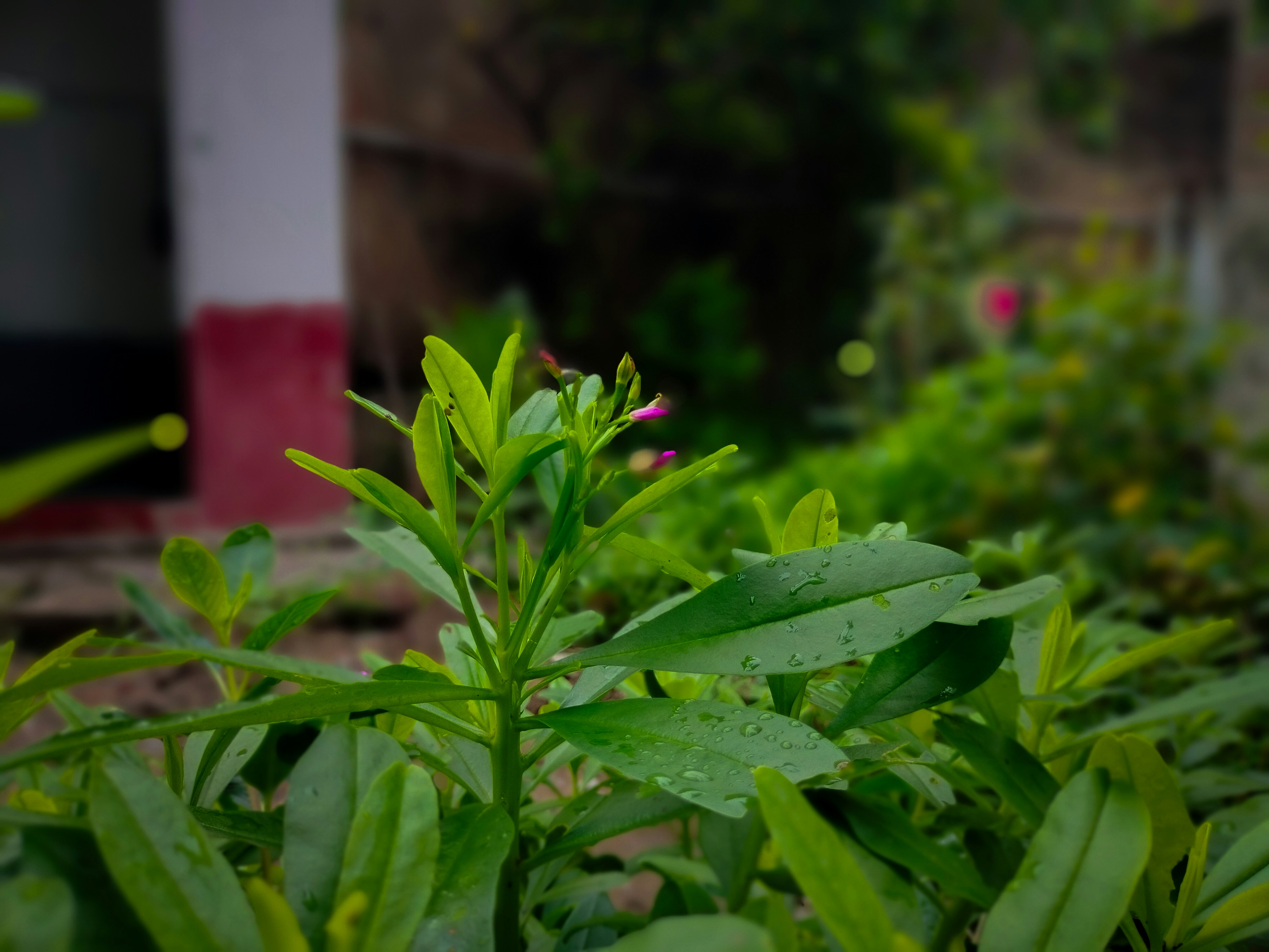 A close up of a green plant near a building