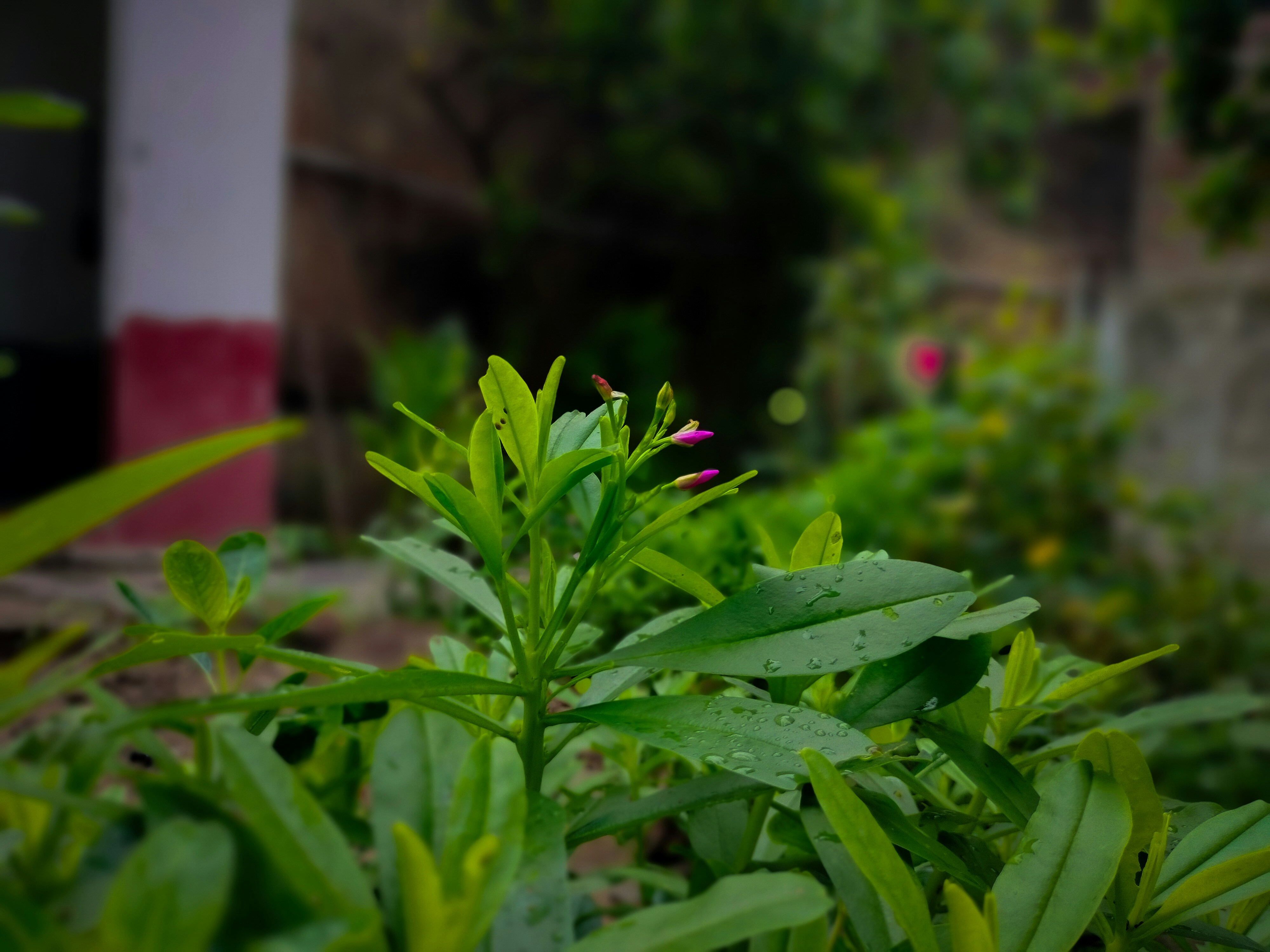 A close up of a plant in a garden