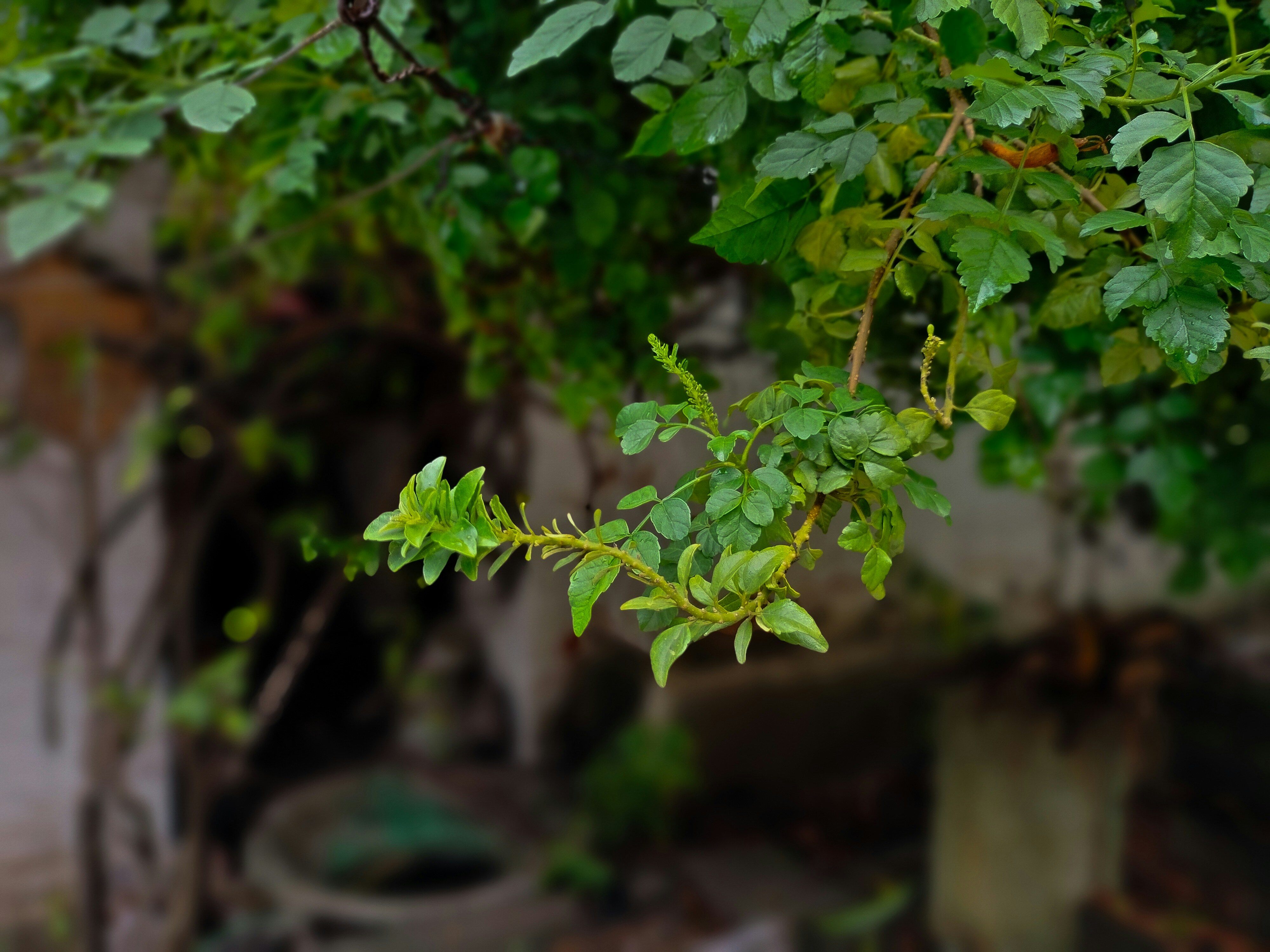 Photo by sujaypaulsp