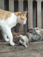 Two cats playing with each other on the floor