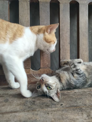 Two cats playing with each other on the floor