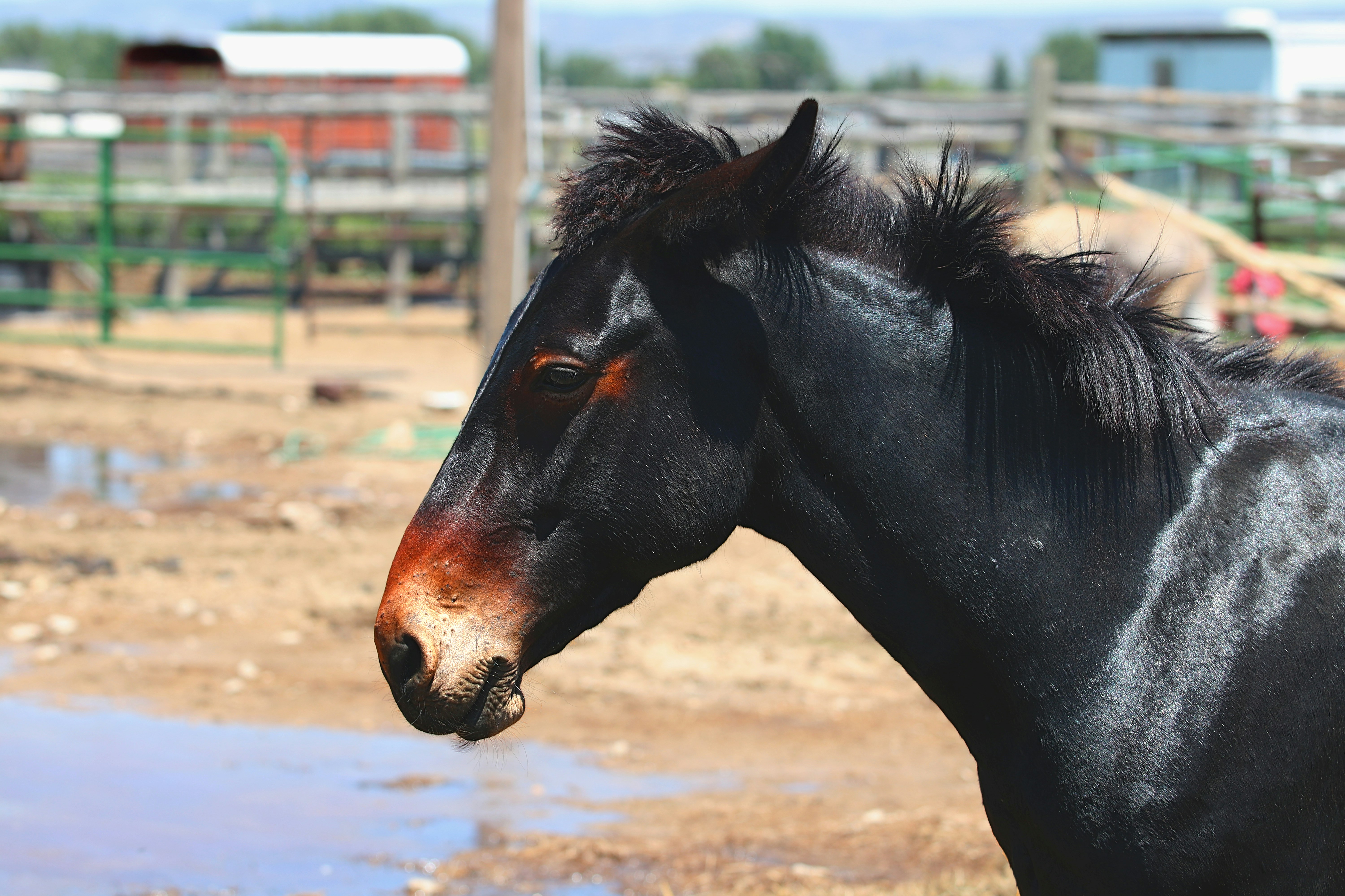 A black horse standing next to a puddle of water