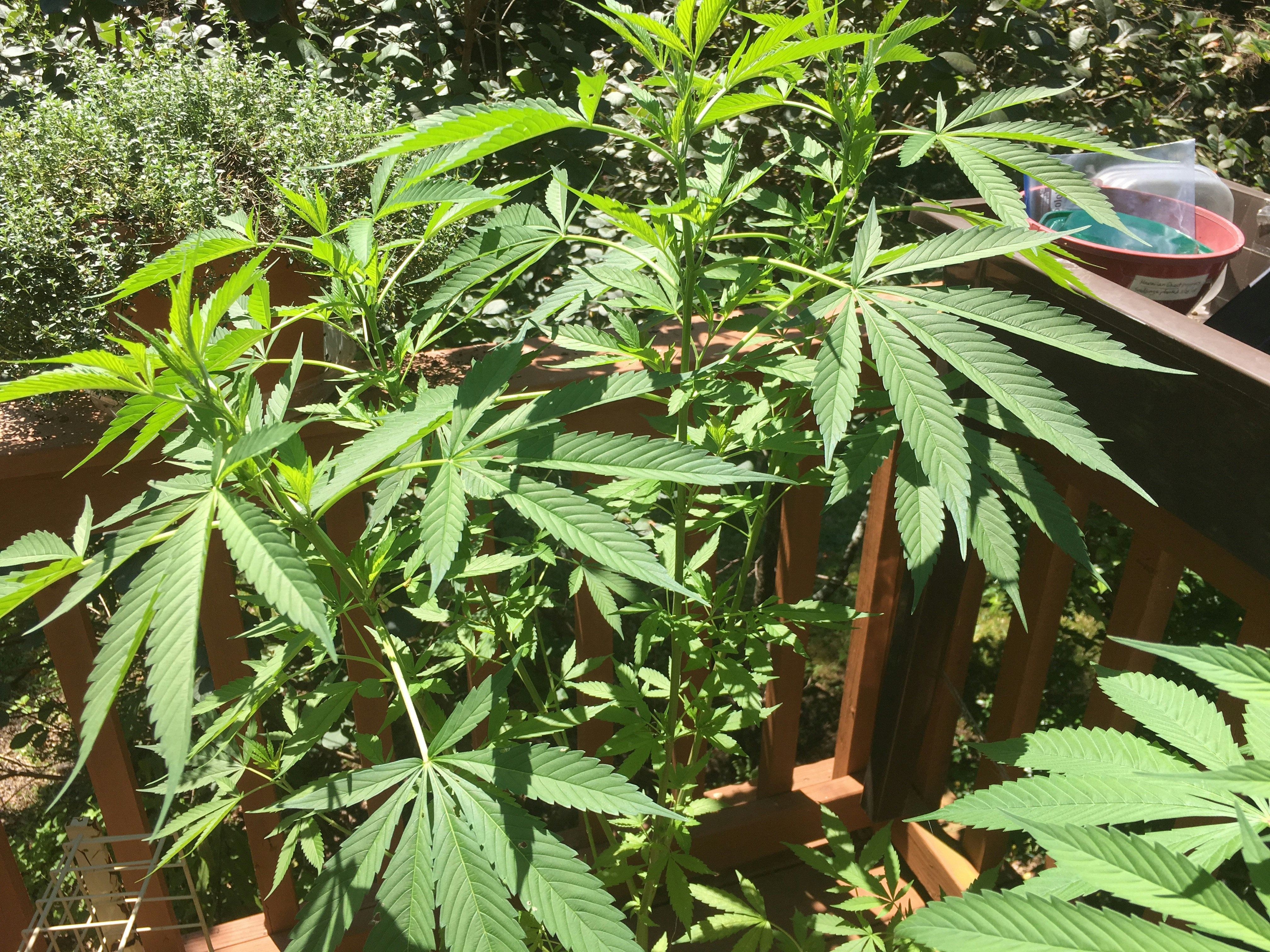 Ein Teller, der auf einem Tisch steht