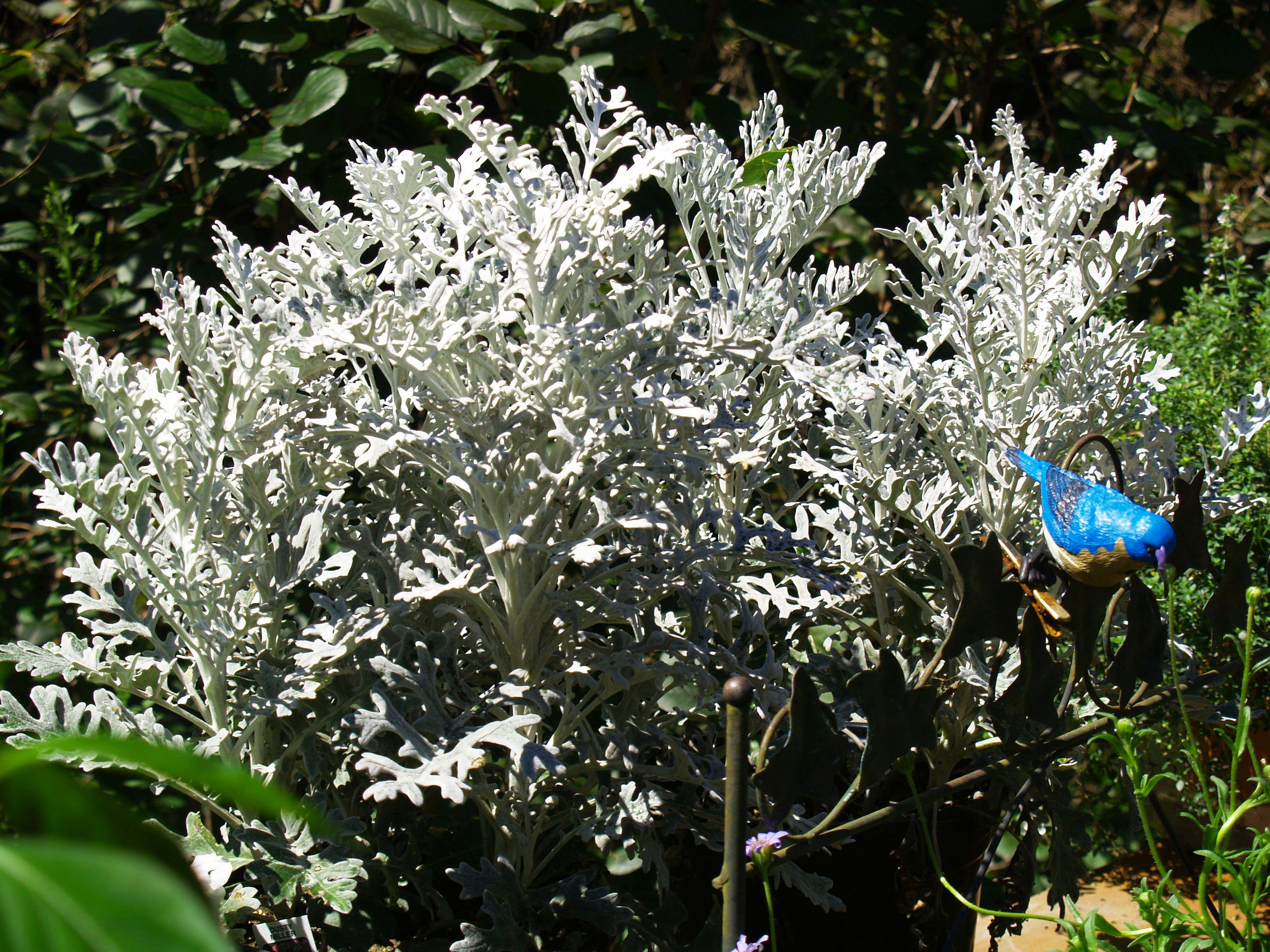 Ein Strauch mit weißen Blüten und einem blauen Schmetterling