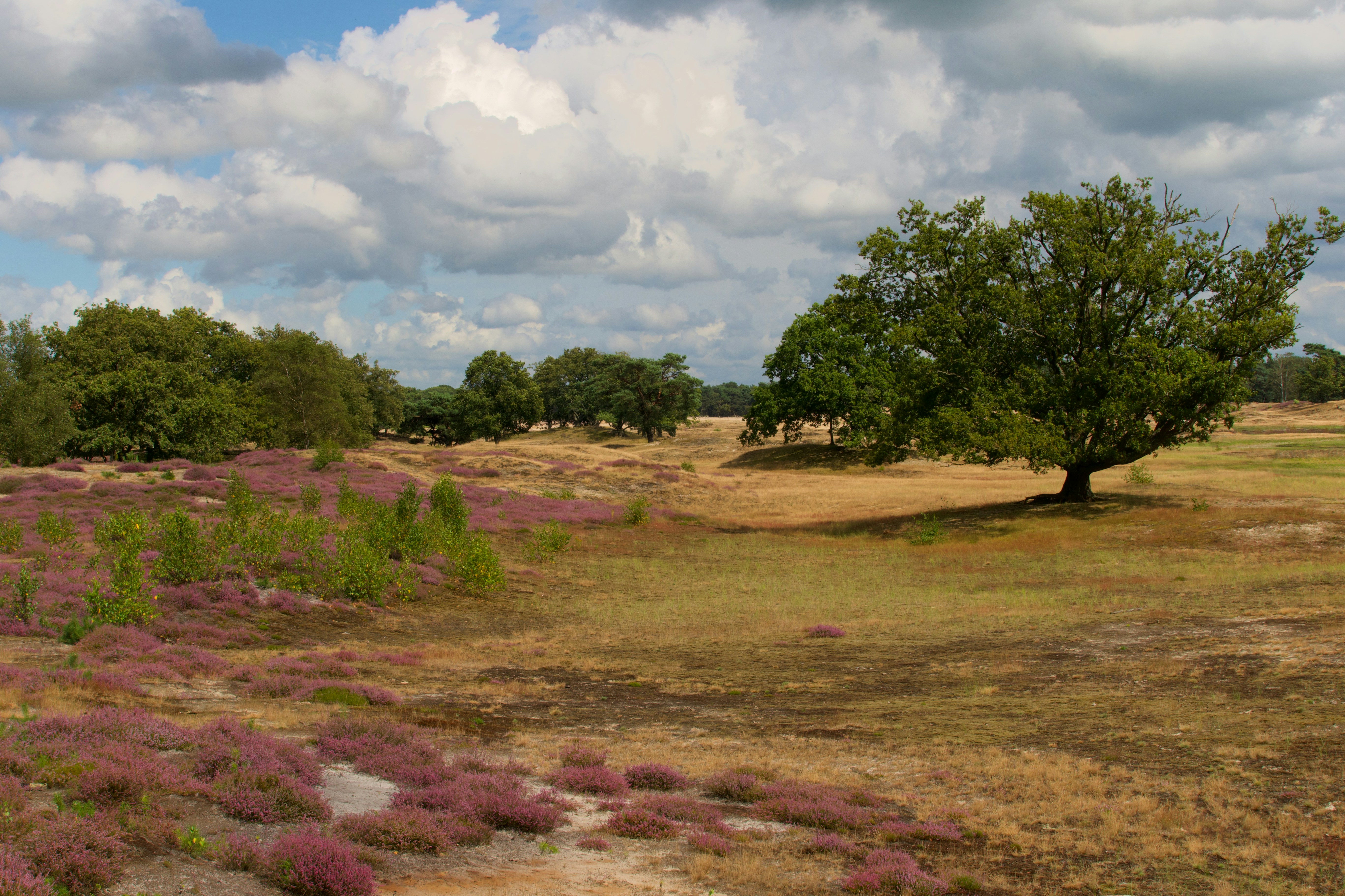 A field with trees and purple flowers under a cloudy sky