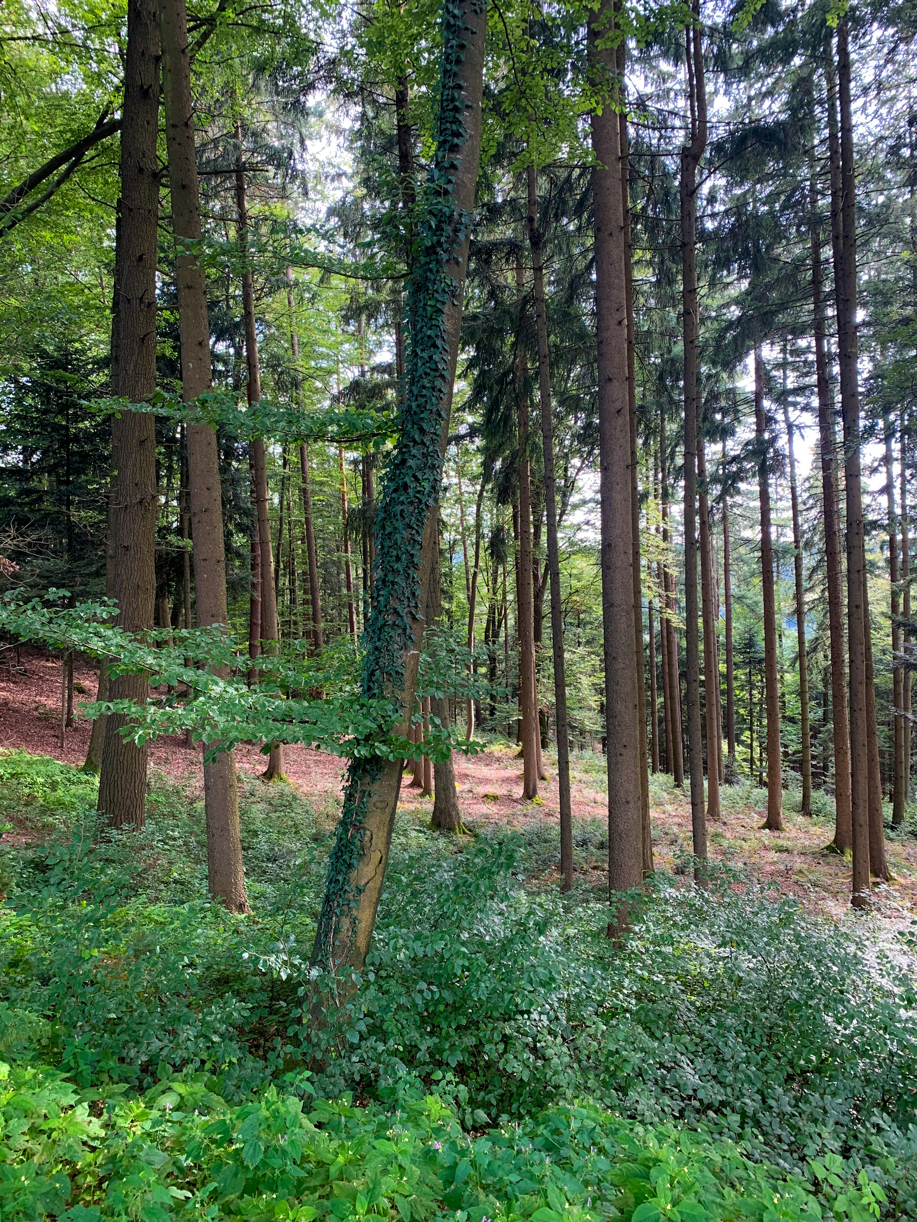 Photo by serhiivlasov