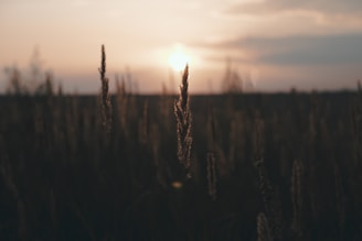 The sun is setting over a field of tall grass