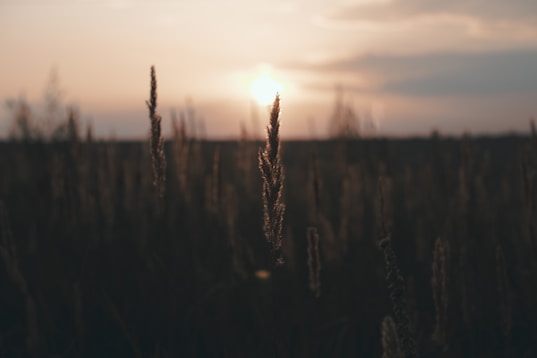 The sun is setting over a field of tall grass